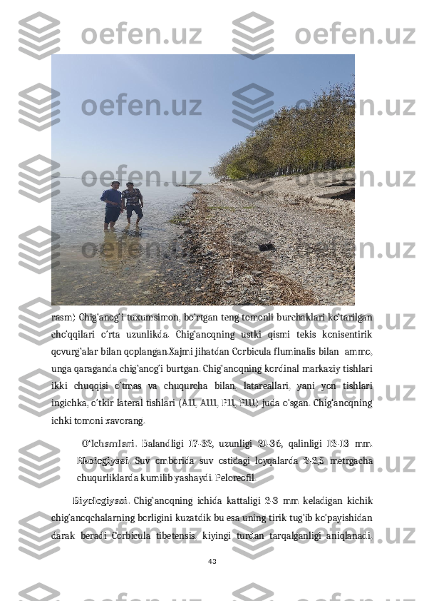 rasm) Chig‘anog‘i tuxumsimon, bo‘rtgan teng tomonli burchaklari ko‘tarilgan
cho‘qqilari   o‘rta   uzunlikda.   Chig‘anoqning   ustki   qismi   tekis   konisentirik
qovurg‘alar bilan qoplangan.Xajmi jihatdan Corbicula fluminalis bilan  ammo,
unga qaraganda chig‘anog‘i burtgan. Chig‘anoqning kordinal markaziy tishlari
ikki   chuqqisi   o‘tmas   va   chuqurcha   bilan,   latareallari,   yani   yon   tishlari
ingichka, o‘tkir lateral tishlari (A11, A111, P11, P111) juda o‘sgan. Chig‘anoqning
ichki tomoni xavorang.
  O‘lchamlari.   Balandligi   17-32,   uzunligi   21-36,   qalinligi   12-13   mm.
Ekologiyasi.   Suv   omborida   suv   ostidagi   loyqalarda   2-2,5   metrgacha
chuqurliklarda kumilib yashaydi. Peloreofil.  
          Biyologiyasi.   Chig‘anoqning   ichida   kattaligi   2-3   mm   keladigan   kichik
chig‘anoqchalarning borligini kuzatdik bu esa uning tirik tug‘ib ko‘payishidan
darak   beradi   Corbicula   tibetensis,   kiyingi   turdan   tarqalganligi   aniqlanadi,
43 