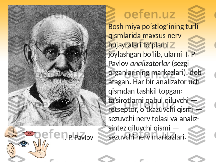 •
Bosh miya po‘stlog‘ining turli 
qismlarida maxsus nerv 
hujayralari to‘plami 
joylashgan bo‘lib, ularni  I. P. 
Pavlov  analizatorlar  (sezgi 
organlarining markazlari), deb 
atagan. Har bir analizator uch 
qismdan tashkil topgan: 
ta’sirotlarni qabul qiluvchi — 
retseptor, o‘tkazuvchi qismi — 
sezuvchi nerv tolasi va analiz-
sintez qiluvchi qismi — 
sezuvchi nerv markazlari.
I. P. Pavlov 