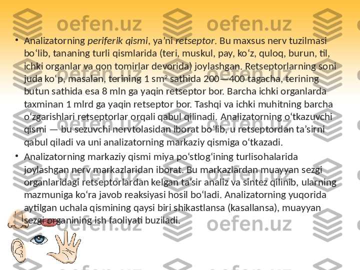 •
Analizatorning  periferik qismi , ya’ni  retseptor . Bu maxsus nerv tuzilmasi 
bo‘lib, tananing turli qismlarida (teri, muskul, pay, ko‘z, quloq, burun, til, 
ichki organlar va qon tomirlar devorida) joylashgan. Retseptorlarning soni 
juda ko‘p, masalan, terining 1 sm 2
 sathida 200—400 tagacha, terining 
butun sathida esa 8 mln ga yaqin retseptor bor. Barcha ichki organlarda 
taxminan 1 mlrd ga yaqin retseptor bor. Tashqi va ichki muhitning barcha 
o‘zgarishlari retseptorlar orqali qabul qilinadi.   Analizatorning o‘tkazuvchi 
qismi — bu sezuvchi nervtolasidan iborat bo‘lib, u retseptordan ta’sirni 
qabul qiladi va uni analizatorning markaziy qismiga o‘tkazadi.
•
Analizatorning markaziy qismi miya po‘stlog‘ining turlisohalarida 
joylashgan nerv markazlaridan iborat. Bu markazlardan muayyan sezgi 
organlaridagi retseptorlardan kelgan ta’sir analiz va sintez qilinib, ularning 
mazmuniga ko‘ra javob reaksiyasi hosil bo‘ladi. Analizatorning yuqorida 
aytilgan uchala qismining qaysi biri shikastlansa (kasallansa), muayyan 
sezgi organining ish faoliyati buziladi. 