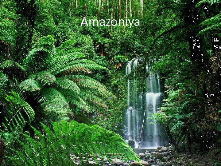 Amazoniya 