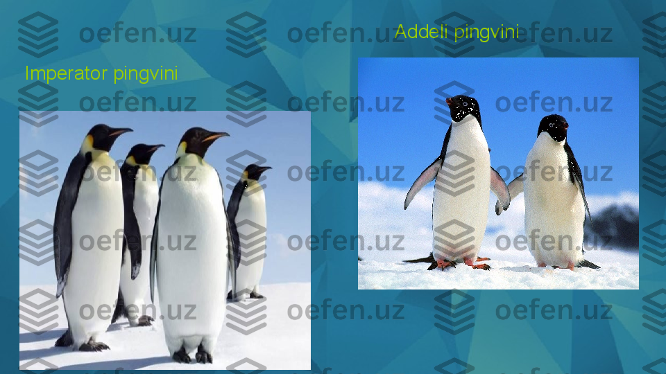 Imperator pingvini Addeli pingvini  