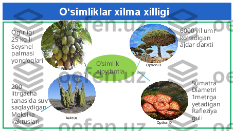 O‘simliklar xilma xilligi
Palma O‘simlik 
ajoyibotla
r 6000 yil umr 
ko‘radigan 
ajdar darxti
200 
litrgacha 
tanasida suv 
saqlaydigan 
Meksika 
kaktuslari kaktusOg’irligi 
25 kg li 
Seyshel 
palmasi  
yong’oqlari
Sumatra 
Diametri 
1metrga 
yetadigan 
Rafleziya 
guliOption D
Option D 