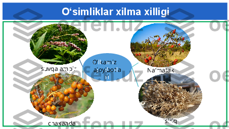 O‘simliklar xilma xilligi
suvqalampir O‘lkamiz
ajoyibotla
ri
chakanda Na‘matak
isiriq 