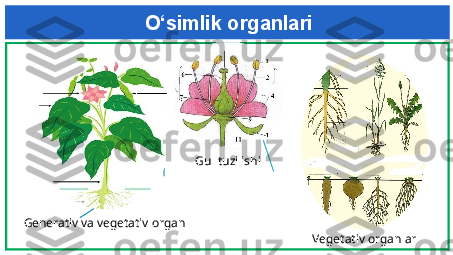 O‘simlik organlari
Generativ va vegetativ organ
Vegetativ organlarGul tuzilishi 