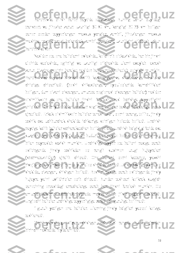 Bantirovka   qilish   bahor   paytida   o`tkaziladi.   Buning   uchun   quyidagi
transport   va   jihozlar   zarur:   uzunligi   50-80   sm,   kengligi   30-35   sm   bo`lgan
qanor   qopdan   tayyorlangan   maxsus   yenglar,   zambil,   jihozlangan   maxsus
mashina, texnik tarozi, belanchak-zambil, baliqlarni uzunligini o`lchash uchun
bantirovka stoli. 
Nasldor  ota-ona baliqlarni  ovlashda,  ko`chirib o`tkazishda,  har  bir  jinsni
alohida   saqlashda,   og`irligi   va   uzunligi   o`lchashda   ularni   avaylab   -asrash
zarur.   Ozgina   noo`rin   harakat   nasldor   baliqlarni   jarohatlab   qo`yishi   mumkin.
Bantir   ovka   paytida   birinchi   bo`lib   kasallangan   va   shikastlangan   baliqlar
chiqitga   chiqariladi.   (boshi   shikastlangan,   oyquloqlarida   kamchiliklari
bo`lgan, dum o`zani qisqargan, umurtqa pog`onasi qisqargan baliqlar) nasldor
o`simlikxo`r   ota-ona   baliqlar   jinsini   farqlash,   nasl   berishga   tayyorligini
aniqlash.   Umimiy   to`dadan   nasldor   sog`lom   baliqlar   tashqi   belgilariga   qarab
ajratiladi.   Erkak   o`simlikxo`r   baliqlar   tanasi   uzun,   qorni   tarang,   to`liq,   jinsiy
teshik   esa   uchburchak   shaklda   ichkariga   so`rilgan   holatda   bo`ladi.   Urchish
paytiga kelib baliqlar serharakatchan bo`lib qoladi. Urchish belgisi sifatida esa
suzgich   qanotlarida   kichik   g`adir-budurliklar   paydo   bo`ladi.   Ularni   barmoq
bilan   paypaslab   sezish   mumkin.   Urchishga   tayyor   ota   baliqni   pastga   qarab
osiltirganda   jinsiy   teshikdan   oq   rangli   sutsimon   urug`   hujayralari
(spermatazoidlar)   ajralib   chiqadi.   Ona   baliqni   qorni   kattaroq,   yaxshi
rivojlangan, yumshoq hamda yumaloq shaklda bo`ladi. Jinsiy teshigi yumaloq
shaklda,   qizargan,   shishgan   bo`ladi.   Boshini   pastga   qarab   osiltirganda   jinsiy
hujayra   ya`ni   uvildiriqlar   oqib   chiqadi.   Bundan   tashqari   ko`krak   suzgich
qanotining   orqasidagi   arrachalarga   qarab   ham   jinsni   farqlash   mumkin.   Oq
amurda   tishsimon   arrachalar   yanada   mayda   bo`lib   jilvir   qog`ozni   eslatadi.
Urg`ochi baliqlar urchishga tayyorligiga qarab uch guruhga bo`linadi:  
1-guruh   yetilgan   ona   baliqlar.   Ularning   jinsiy   belgilari   yaqqol   ko`zga
tashlanadi. 
Qorni   yumshoq,   osilgan,   shishgan,   och   qizil   rangda.   Bu   baliqlardan
birinchi navbatda foydalaniladi.
35 