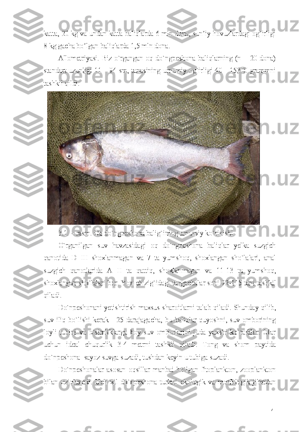 katta, 20 kg va undan katta baliqlarda 6 mln dona, sun iy hovuzlardagi og irligiʼ ʼ
8 kg gacha bo lgan baliqlarda 1,5 mln dona.	
ʼ
Allometriyasi. Biz o`rgangan oq do`ngpeshona baliqlarning (n = 20 dona)
standart uzunligi 11 – 94 sm, tanasining umumiy og`irligi 40 – 15300 grammni
tashkil qildi. 
3.1. – rasm. Oq do`ngpeshona balig`ining umumiy ko`rinishi
O`rganilgan   suv   havzasidagi   oq   do`ngpeshona   baliqlar   yelka   suzgich
qanotida   D   III   shoxlanmagan   va   7   ta   yumshoq,   shoxlangan   sho`lalari,   anal
suzgich   qanotlarida   A   II   ta   qattiq,   shoxlanmagan   va   11-13   ta   yumshoq,
shoxlangan sho`lalari bor. Yon chizig`idagi tangachalar soni 92-115 tani  tashkil
qiladi. 
Do`npeshonani yetishtirish maxsus sharoitlarni talab qiladi. Shunday qilib,
suv   iliq   bo`lishi   kerak   -   25   darajagacha,   bu   baliqlar   quyoshni,   suv   omborining
loyli   tubini   va   o`simliklarga   boy   suv   omborlarini   juda   yaxshi   ko`radilar.   Ular
uchun   ideal   chuqurlik   3-4   metrni   tashkil   qiladi.   Tong   va   shom   paytida
do`npeshona  sayoz suvga suzadi, tushdan keyin u tubiga suzadi. 
Do`npeshonalar   asosan   oqsillar   manbai   bo`lgan   fitoplankton,   zooplankton
bilan   oziqlanadi.   Uch   xil   do`npeshona   turlari   ekologik   va   morfologik   jihatdan
41 