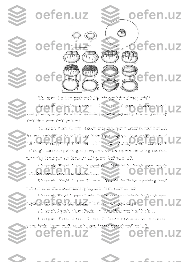 3. 2 . - rasm. Oq do`ngpeshona balig`ining embrional rivojlanishi.
2-bosqich.   Urug`lantirishdan   10   minut   o`tgach.   Tuxum   sarig`i
qobig`idan   ajralgan   va   animal   qutbidagi   plazma   suyuqligi   shaffof   yarim   oy
shaklidagi zona shakliga kiradi.
3-bosqich. Yoshi 40 min. Keskin chegaralangan blastodisk hosil bo`ladi.
Asosan,   perivitellin   bo`shlig`ining   hidratsiyasi   tugaydi.   Tuxumning   diametri
3,8-4   mm,   sarig`ining   o`zi   esa   1,2-1,3   mm.   Bunday   ulkan   perivitellin
bo`shlig`i   tuxumning  zichligini   pasaytiradi  va  suv  oqimlarida  uning  suzishini
ta`minlaydi; turg`un suvda tuxum tubiga cho`kadi va o`ladi.
4-bosqich.   Yoshi   1   soat,   blastodiskda   birinchi   bo`linish   egati   paydo
bo`ladi va ikkita blastomer hosil bo`ladi.
5-bosqich.   Yoshi   1   soat   20   min.   Ikkinchi   bo`linish   egatining   hosil
bo`lishi va to`rtta blastomeraning paydo bo`lishi sodir bo`ladi.
6-bosqich. Yoshi 1 soat  40 min. Bo`linishning to`rtinchi bo`linish egati
paydo bo`ladi va sakkizta blastomer hosil bo`lishi qayd etilgan.
7-bosqich. 2 yosh. Blastodiskda o`n oltita blastomer hosil bo`ladi.
8-bosqich.   Yoshi   2   soat   30   min.   Bo`linish   ekvatorial   va   meridional
yo`nalishda davom etadi. Katta hujayrali morula (erta) hosil bo`ladi.
43 