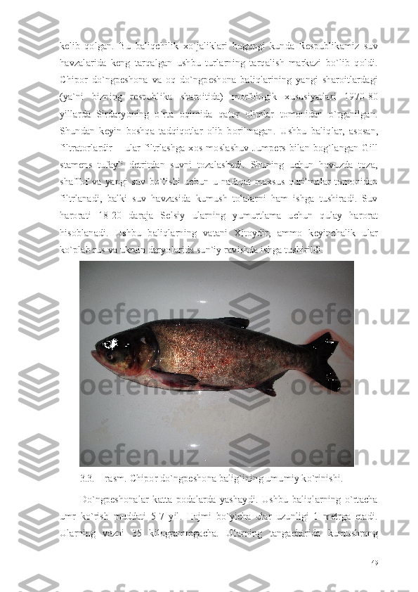 kelib   qolgan.   Bu   baliqchilik   xo`jaliklari   bugungi   kunda   Respublikamiz   suv
havzalarida   keng   tarqalgan   ushbu   turlarning   tarqalish   markazi   bo`lib   qoldi.
Chipor   do`ngpeshona   va   oq   do`ngpeshona   baliqlarining   yangi   sharoitlardagi
(ya`ni   bizning   respublika   sharoitida)   morfologik   xususiyatlari   1970-80
yillarda   Sirdaryoning   o`rta   oqimida   qator   olimlar   tomonidan   o`rganilgan.
Shundan   keyin   boshqa   tadqiqotlar   olib   borilmagan.   Ushbu   baliqlar,   asosan,
filtratorlardir   –   ular   filtrlashga   xos   moslashuv-Jumpers   bilan   bog`langan   Gill
stamens   tufayli   detritdan   suvni   tozalashadi.   Shuning   uchun   hovuzda   toza,
shaffof   va   yangi   suv   bo`lishi   uchun   u   nafaqat   maxsus   qurilmalar   tomonidan
filtrlanadi,   balki   suv   havzasida   kumush   tolalarni   ham   ishga   tushiradi.   Suv
harorati   18-20   daraja   Selsiy   ularning   yumurtlama   uchun   qulay   harorat
hisoblanadi.   Ushbu   baliqlarning   vatani   Xitoydir,   ammo   keyinchalik   ular
ko`plab rus va ukrain daryolarida sun`iy ravishda ishga tushirildi.
3.3. – rasm.  Chipor do`ngpeshona balig`ining umumiy ko`rinishi.
Do`ngpeshonalar   katta   podalarda   yashaydi.   Ushbu   baliqlarning   o`rtacha
umr   ko`rish   muddati   5-7   yil.   Hajmi   bo`yicha   ular   uzunligi   1   metrga   etadi.
Ularning   vazni   35   kilogrammgacha.   Ularning   tangacharida   kumushrang
49 