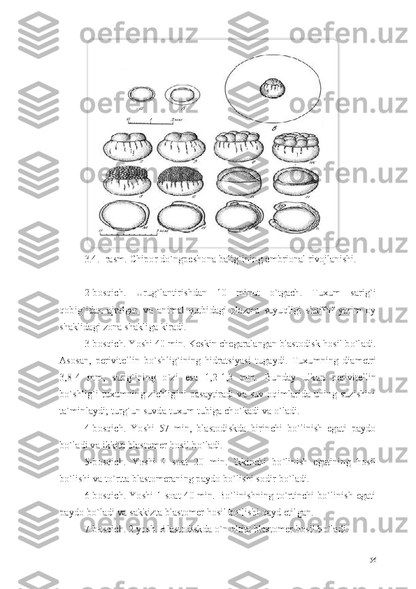 3. 4 . - rasm. Chipor do`ngpeshona balig`ining embrional rivojlanishi.
2-bosqich.   Urug`lantirishdan   10   minut   o`tgach.   Tuxum   sarig`i
qobig`idan   ajralgan   va   animal   qutbidagi   plazma   suyuqligi   shaffof   yarim   oy
shaklidagi zona shakliga kiradi.
3-bosqich. Yoshi 40 min. Keskin chegaralangan blastodisk hosil bo`ladi.
Asosan,   perivitellin   bo`shlig`ining   hidratsiyasi   tugaydi.   Tuxumning   diametri
3,8-4   mm,   sarig`ining   o`zi   esa   1,2-1,3   mm.   Bunday   ulkan   perivitellin
bo`shlig`i   tuxumning  zichligini   pasaytiradi  va  suv  oqimlarida  uning  suzishini
ta`minlaydi; turg`un suvda tuxum tubiga cho`kadi va o`ladi.
4-bosqich.   Yoshi   57   min,   blastodiskda   birinchi   bo`linish   egati   paydo
bo`ladi va ikkita blastomer hosil bo`ladi.
5-bosqich.   Yoshi   1   soat   20   min.   Ikkinchi   bo`linish   egatining   hosil
bo`lishi va to`rtta blastomeraning paydo bo`lishi sodir bo`ladi.
6-bosqich. Yoshi 1 soat  40 min. Bo`linishning to`rtinchi bo`linish egati
paydo bo`ladi va sakkizta blastomer hosil bo`lishi qayd etilgan.
7-bosqich. 2 yosh. Blastodiskda o`n oltita blastomer hosil bo`ladi.
56  