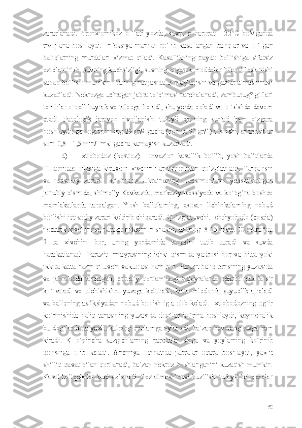 zararlanadi.   Bronxiomikoz   o   `lati   yozda,   suvning   harorati   +22°C   boMganda
rivojlana   boshlaydi.   Infeksiya   manbai   bo`lib   kasallangan   baliqlar   va   o   `lgan
baliqlarning   murdalari   xizmat   qiladi.   Kasallikning   paydo   bo`lishiga   sifatsiz
oziqlantirish, suvning kuchsizligi, suvning organik moddalar bilan ifloslanishi
sabab bo`lishi mumkin. Buning natijasida qon aylanishi va gazlar almashinuvi
kuzatiladi. Nekrozga uchragan jabra to`qimasi parchalanadi, zamburug* giflari
tomirlar orqali buyrak va taloqga boradi, shu yerda qoladi va o `sishda davom
etadi.   Patologik   jarayon   rivojlanishi   tufayli   qonning   sur`ati   ham   o`zgara
boshlaydi: gemoglobinning 29 gr/1 gacha (norma 90 gr/1) tushishi, eritrotsitlar
soni 0,8 - 1,5 min/ lmkl gacha kamayish kuzatiladi.
d) Ixtiobodoz   (kostioz)   -   invazion   kasallik   bo`lib,   yosh   baliqlarda
Hodonidae   oilasiga   kiruvchi   xivchinlilar   tomonidan   qo`zg`atiladi.   Tarqalishi
va   iqtisodiy   zarari.   Ixtiobodoz   Ukrainaning   Lupsimonlami   yetishtiradigan
janubiy qismida, shimoliy Kavkazda, markaziy Rossiyada va ko`pgina boshqa
mamlakatlarda   tarqalgan.   Yosh   baliqlaming,   asosan   lichinkalaming   nobud
bo`lishi iqtisodiy zarari keltirib chiqaradi. Qo`zg`atuvchi. Ichthyobodo (costia)
necatrix xivchinlisi, parazit noksimon shaklli, uzunligi 8-15 mkm. Old tarafida
2   ta   xivchini   bor,   uning   yordamida   tanasini   tutib   turadi   va   suvda
harakatlanadi.   Parazit   Imiayrasining   ichki   qismida   yadrosi   bor   va   bitta   yoki
ikkita katta hazm qiluvchi vakuolasi ham bor. Parazit baliq terisining yuzasida
va   jabralarda   tarqalgan,   epiteliy   qoplamidagi   hujayralarda   nekrobiotik   ta`sir
ko`rsatadi   va   qichishishni   yuzaga   keltiradi,   katta   miqdorda   suyuqlik   ajraladi
va baliqning asfiksiyadan nobud bo iish ig a olib keladi. Ixtiobodozning og`ir
ko`rinishida   baliq   tanasining   yuzasida   dog`lar   ko`rina   boshlaydi,   keyinchalik
bu dog`lar bitta yaxlit kulrang qoplamga aylanadi, ba`zan havorang tusga ham
kiradi.   K   o`pincha   suzgichlaming   parchalanishiga   va   yoylaming   ko`rinib
qolishiga   olib   keladi.   Anemiya   oqibatida   jabralar   oqara   boshlaydi,   yaxlit
shilliq   qavat   bilan   qoplanadi,   ba`zan   nekroz   boshlanganini   kuzatish   mumkin.
Kasai baliqchalar kuchsizlanadi. Gaz almashinuvi buzilishi tufayli baliqchalar
60 