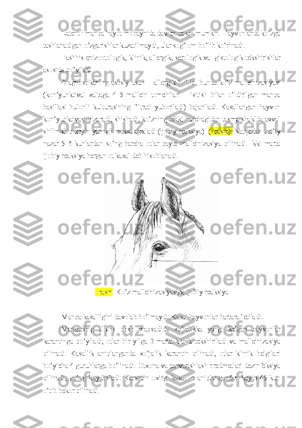 Latent li manqa hayot mobaynida davom etishi mumkin. Hayvonlarda ko’zga
tashlanadigan o’zgarishlar kuzatilmaydi, ular sog’lom bo’lib ko’rinadi.
Tashhis   epizootologi k , klini k , allergi k , serologi k va     gistologi k tekshirishlar
asosida qo’yiladi.
Diagnostikaning   asosiy   usuli   –   allergik   bo’lib,   bunda   ko’z   malleinizasiyasi
(kon’yunktival   xaltaga   4–5   mallein   tomchilari   –   isitish   bilan   o’ldirilgan   manqa
basillasi   bulonli   kulturasining   filtrati   yuboriladi)   bajariladi.   Kasallangan   hayvon
kon’yunktivasi qizaradi, shishadi, ko’zning ichki burchagidan tasma shaklda avval
shilimshiq keyin yiringli massa ajraladi (ijobiy reaksiya)   ( –rasm ).  Natijadan qat’iy
nazar   5–6   kunlardan   so’ng   barcha   otlar   qayta   malleinizasiya   qilinadi.   Ikki   marta
ijobiy reaksiya bergan ot kasal deb hisoblanadi. 
–rasm .  Ko’z malleinizasiyasiga ijobiy reaksiya
Manqa kasalligini davolab bo’lmaydi .  Kasal hayvonlar bartaraf etiladi.
Manqaning   oldini   olish   maqsadida   xo’jalikka   yangi   kelgan   hayvonlar
karantinga   qo’yiladi,   otlar   bir   yilga   2   marta   klinik   tekshiriladi   va   malleinizasiya
qilinadi.   Kasallik   aniqlanganda   xo’jalik   karantin   qilinadi,   otlar   klinik   belgilari
bo’yicha 4 guruhlarga bo’linadi. Otxona va parvarishlash predmetlari dezinfeksiya
qilinadi,   go’ng   kuydiriladi.   Karantin   oxirgi   kasal   ot   aniqlangandan   keyin   45   kun
o’tib bekor qilinadi.  