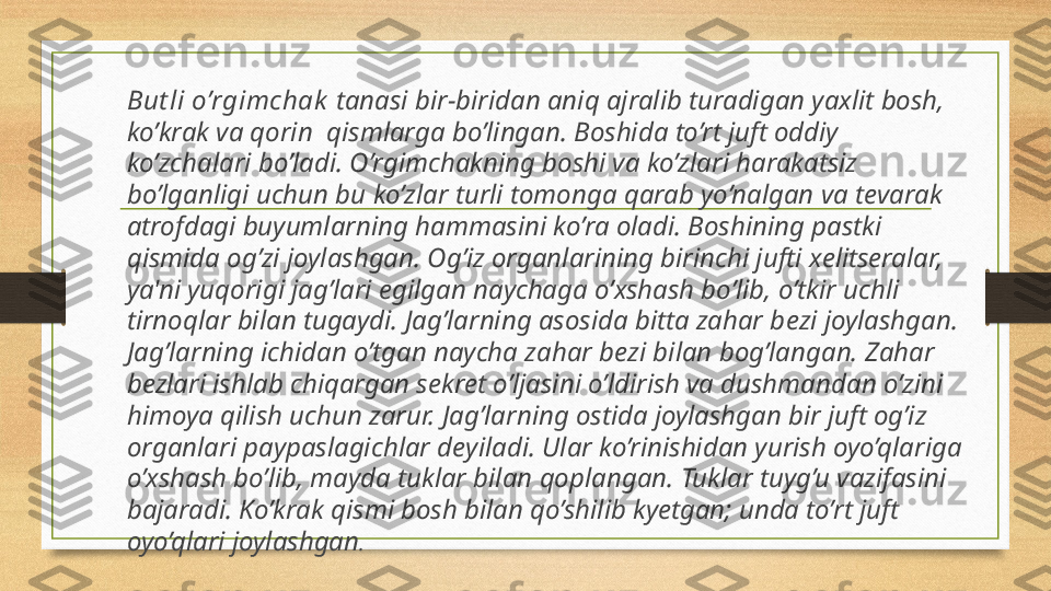 But li o’rgimchak  tanasi bir-biridan aniq ajralib turadigan yaxlit bosh, 
ko’krak va qorin  qismlarga bo’lingan. Boshida to’rt juft oddiy 
ko’zchalari bo’ladi. O’rgimchakning boshi va ko’zlari harakatsiz 
bo’lganligi uchun bu ko’zlar turli tomonga qarab yo’nalgan va t е varak 
atrofdagi buyumlarning hammasini ko’ra oladi. Boshining pastki 
qismida og’zi joylashgan. Og’iz organlarining birinchi jufti x е litseralar,  
ya'ni yuqorigi jag’lari egilgan naychaga o’xshash bo’lib, o’tkir uchli 
tirnoqlar bilan tugaydi. Jag’larning asosida bitta zahar b е zi joylashgan. 
Jag’larning ichidan o’tgan naycha zahar b е zi bilan bog’langan. Zahar 
b е zlari ishlab chiqargan s е kr е t o’ljasini o’ldirish va dushmandan o’zini 
himoya qilish uchun zarur. Jag’larning ostida joylashgan bir juft og’iz 
organlari paypaslagichlar d е yiladi. Ular ko’rinishidan yurish oyo’qlariga 
o’xshash bo’lib, mayda tuklar bilan qoplangan. Tuklar tuyg’u vazifasini 
bajaradi. Ko’krak qismi bosh bilan qo’shilib kyetgan; unda to’rt juft 
oyo’qlari joylashgan . 