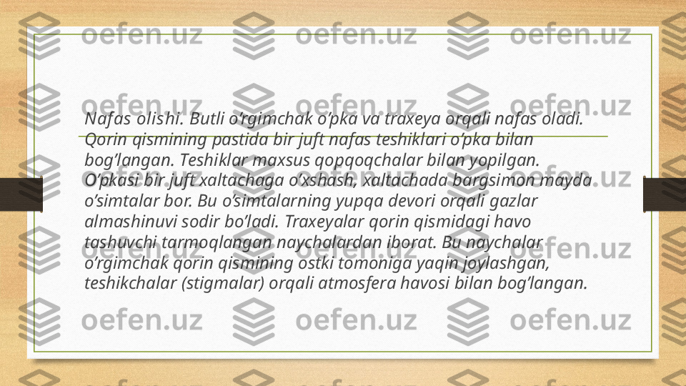 Naf as olishi.  Butli o’rgimchak o’pka va trax е ya orqali nafas oladi. 
Qorin qismining pastida bir juft nafas t е shiklari o’pka bilan 
bog’langan. T е shiklar maxsus qopqoqchalar bilan yopilgan. 
O’pkasi bir juft xaltachaga o’xshash, xaltachada bargsimon mayda 
o’simtalar bor. Bu o’simtalarning yupqa d е vori orqali gazlar 
almashinuvi sodir bo’ladi. Trax е yalar qorin qismidagi havo 
tashuvchi tarmoqlangan naychalardan iborat. Bu naychalar 
o’rgimchak qorin qismining ostki tomoniga yaqin joylashgan, 
t е shikchalar (stigmalar) orqali atmosfera havosi bilan bog’langan. 