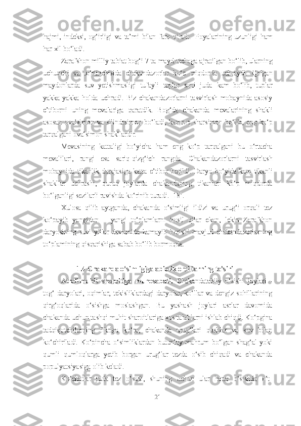 hajmi,   indeksi,   og‘irligi   va   ta’mi   bilan   farq   qiladi.   Poyalarining   uzunligi   ham
har xil   bo‘ladi.
Zarafshon milliy tabiat bog‘i   7  ta  maydonchaga   ajratilgan   bo‘lib,   ularning
uchunchi   va   to‘rtinchisida   chakandazorlar   ko‘p   miqdorda   uchraydi.   Qolgan
maydonlarda   suv   yetishmasligi   tufayli   tuplar   soni   juda   kam   bo‘lib,   tuplar
yakka-yakka   holda   uchradi.   Biz   chakandazorlarni   tasvirlash   mobaynida   asosiy
e’tiborni   uning   mevalariga   qaratdik.   Bog‘ da   chakanda   mevalarining   shakli
asosan   ovalsimon   va   silindrsimon   bo‘ladi,   kamroq   sharsimon   bo‘lib,   eng   ko‘p
tarqalgani   ovalsimon shakllardir.
Mevasining   kattaligi   bo‘yicha   ham   eng   ko‘p   tarqalgani   bu   o‘rtacha
mevalilari,   rangi   esa   sariq-qizg‘ich   rangda.   Chakandazorlarni   tasvirlash
mobaynida   tikanlik   darajasiga   katta   e’tibor   berildi.   Daryo   bo‘yida   kam   tikanli
shakllar   uchrashi,   quruq   joylarda   chakandaning   tikanlari   ko‘p   miqdorda
bo‘lganligi sezilarli ravishda ko‘ rinib turadi.  [18]. 
Xulosa   qilib   aytganda,   chakanda   o‘simligi   ildizi   va   urug‘i   orqali   tez
ko‘payib   yangidan   –   yangi   to‘plamlarni   hosil   qilar   ekan,   lekin   Zarafshon
daryosining   suvi   yillar   davomida   kamayib   borishi   mavjud   chakandazorlarning
to‘plamining qisqarishiga sabab bo‘lib bormoqda. 
1.4 Chakanda o‘simligiga abiotik omillarning ta’siri
Atrof-muhit   sharoitiga   munosabati.   C hakanda tabiiy   o‘sishi   joylari   -
tog‘   daryolari,   oqimlar,   tekisliklardagi   daryolar,   ko‘llar   va   dengiz   sohillarining
qirg‘oqlarida   o‘sishga   moslashgan.   Bu   yashash   joylari   asrlar   davomida
chakanda  uchun tashqi muhit sharoitlariga xos talablarni ishlab chiqdi. Ko‘pgina
tadqiqotchilarning   fikriga   ko‘ra,   chakanda   urug‘lari   qushlar   va   suv   bilan
ko‘chiriladi.   Ko‘pincha   o‘simliklardan   butunlay   mahrum   bo‘lgan   shag‘al   yoki
qumli   qumloqlarga   yetib   borgan   urug‘lar   tezda   o‘sib   chiqadi   va   chakanda
populyatsiyasiga olib keladi. 
Ko‘chatlar   juda   tez   o‘sadi,   shuning   uchun   ular   hatto   o‘sishda   o‘t-
21 