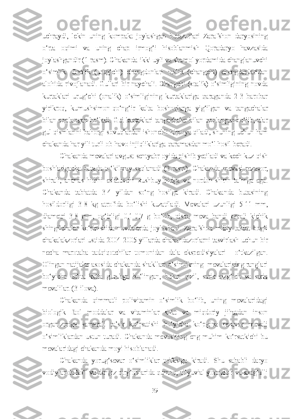 uchraydi,   lekin   uning   kompakt   joylashgan   butazorlari   Zarafshon   daryosining
o‘rta   oqimi   va   uning   chap   irmog‘i   hisoblanmish   Qoradaryo   havzasida
joylashgandir (1-rasm). Chakanda-ikki uyli va shamol yordamida changlanuvchi
o‘simlik.   Onalik   (urug‘chi)   changdonlari   otalik   (changchi)   changdonlaridan
alohida rivojlanadi. Gullari bir naychali. Changchi (otalik) o‘simligining novda
kurtaklari   urug‘chi   (onalik)   o‘simligining   kurtaklariga   qaraganda   2-3   barobar
yirikroq,   kumushsimon-qo‘ng‘ir   kalta   boshoqlarga   yig‘ilgan   va   tangachalar
bilan qoplangan bo‘ladi. Gul kurtaklari tangachalar bilan qoplangan bo‘lib, ular
gul qismlarini bahorgi sovuqlardan ishonchli himoya qiladi, shuning uchun ham
chakanda har yili turli ob-havo injiqliklariga qaramasdan mo‘l hosil beradi.
Chakanda mevalari avgust-sentyabr oyida pishib yetiladi va kech kuz-qish
boshlarigacha   butada   to‘kilmay   saqlanadi   (2-rasm).   Chakanda   mevasi   rezavor,
shirali,   ananas   hidini   eslatuvchi   xushbuy   hidga   va   nordon-shirin   ta’mga   ega.
Chakanda   tabiatda   3-4   yildan   so‘ng   hosilga   kiradi.   Chakanda   butasining
hosildorligi   3-8   kg   atrofida   bo‘lishi   kuzatiladi.   Mevalari   uzunligi   5-11   mm,
diametri   3-8   mm,   og‘irligi   0,1-0,7   g   bo‘lib,   qisqa   meva   bandi   orqali   kichik
shingilchalar   ko‘rinishida   novdalarda   joylashadi.   Zarafshon   milliy   tabiat   bog‘i
chakalakzorlari ustida  2004-2005   yillarda   chakandazorlarni   tasvirlash   uchun   bir
necha   marotaba   tadqiqotchilar   tomonidan   dala   ekspedisiyalari       o‘tkazilgan.
Olingan natijalar asosida chakanda shakllari o‘simlikning  mevalarining ranglari
bo‘yicha   uchta   katta   guruhga   bo‘lingan,   bular:   qizil,   sariq-qizg‘ich   va   sariq
mevalilar.  (3-ilova). 
Chakanda   qimmatli   polivitamin   o‘simlik   bo‘lib,   uning   mevalaridagi
biologik   faol   moddalar   va   vitaminlar   sifat   va   miqdoriy   jihatdan   inson
organizmiga   samarali   ta’sir   ko‘rsatishi   bo‘yicha   ko‘pgina   rezavor   mevali
o‘simliklardan   ustun   turadi.   Chakanda   mevasining   eng   muhim   ko‘rsatkichi-bu
mevalaridagi chakanda moyi hisoblanadi. 
Chakanda   yorug‘sevar   o‘simliklar   toifasiga   kiradi.   Shu   sababli   daryo
vodiylarida ko‘l va dengiz qirg‘oqlarida qumoq, allyuvial yotqiziqli va shag‘alli
39 