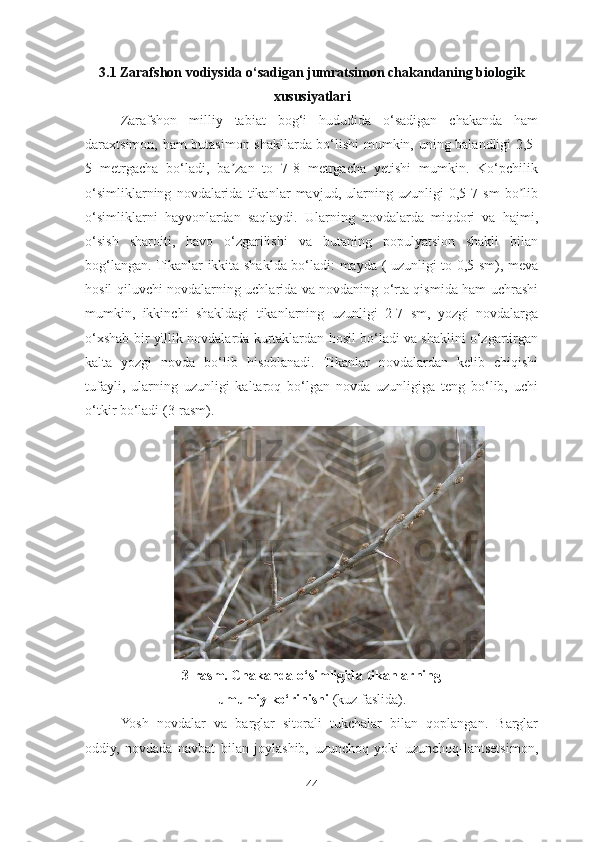 3.1 Zarafshon vodiysida o‘sadigan jumratsimon chakandaning biologik
xususiyatlari
Zarafshon   milliy   tabiat   bog‘i   hududida   o‘sadigan   chakanda   ham
daraxtsimon, ham butasimon shakllarda bo‘lishi  mumkin, uning balandligi 2,5-
5   metrgacha   bo‘ladi,   ba zan   to   7-8   metrgacha   yetishi   mumkin.   Ko‘pchilikʼ
o‘simliklarning   novdalarida   tikanlar   mavjud,   ularning   uzunligi   0,5-7   sm   bo lib	
ʼ
o‘simliklarni   hayvonlardan   saqlaydi.   Ularning   novdalarda   miqdori   va   hajmi,
o‘sish   sharoiti,   havo   o‘zgarilishi   va   butaning   populyatsion   shakli   bilan
bog‘langan. Tikanlar ikkita shaklda bo‘ladi: mayda ( uzunligi to 0,5 sm), meva
hosil qiluvchi novdalarning uchlarida va novdaning o‘rta qismida ham uchrashi
mumkin,   ikkinchi   shakldagi   tikanlarning   uzunligi   2-7   sm,   yozgi   novdalarga
o‘xshab bir yillik novdalarda kurtaklardan hosil bo‘ladi va shaklini o‘zgartirgan
kalta   yozgi   novda   bo‘lib   hisoblanadi.   Tikanlar   novdalardan   kelib   chiqishi
tufayli,   ularning   uzunligi   kaltaroq   bo‘lgan   novda   uzunligiga   teng   bo‘lib,   uchi
o‘tkir bo‘ladi (3-rasm).
3-rasm. Chakanda o‘simligida tikanlarning 
umumiy ko‘rinishi  (kuz faslida).
Yosh   novdalar   va   barglar   sitorali   tukchalar   bilan   qoplangan.   Barglar
oddiy,   novdada   navbat   bilan   joylashib,   uzunchoq   yoki   uzunchoq-lantsetsimon,
44 