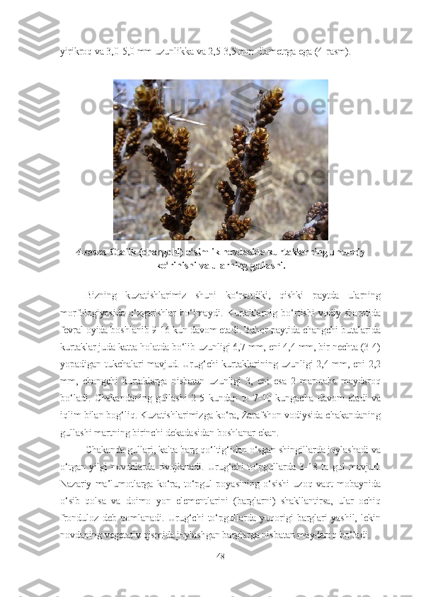 yirikroq va 3,0-5,0 mm uzunlikka va 2,5-3,5 mm diametrga ega (4-rasm).
 
4-rasm.  Otalik (changchi) o‘simlik novdasida kurtaklarning umumiy
ko‘rinishi va ularning gullashi.
Bizning   kuzatishlarimiz   shuni   ko‘rsatdiki,   qishki   paytda   ularning
morfologiyasida   o‘zgarishlar   bo‘lmaydi.   Kurtaklarnig   bo‘rtishi   vodiy   sharotida
fevral oyida boshlanib 9-16 kun davom etadi. Bahor paytida changchi butalarida
kurtaklar juda katta holatda bo‘lib uzunligi 6,7 mm, eni 4,4 mm, bir nechta (3-4)
yopadigan tukchalari mavjud. Urug‘chi kurtaklarining uzunligi 2,4 mm, eni 2,2
mm,   changchi   kurtaklarga   nisbatan   uzunligi   3,   eni   esa   2   marotaba   maydaroq
bo‘ladi.   Chakandaning   gullashi   2-5   kundan   to   7-10   kungacha   davom   etadi   va
iqlim bilan bog‘liq. Kuzatishlarimizga ko‘ra, Zarafshon vodiysida chakandaning
gullashi martning birinchi dekadasidan boshlanar ekan. 
Chakanda gullari, kalta barg qo‘ltig‘idan o‘sgan shingillarda joylashadi va
o‘tgan   yilgi   novdalarda   rivojlanadi.   Urug‘chi   to‘pgullarda   3-18   ta   gul   mavjud.
Nazariy   ma’lumotlarga   ko‘ra,   to‘pgul   poyasining   o‘sishi   uzoq   vaqt   mobaynida
o‘sib   qolsa   va   doimo   yon   elementlarini   (barglarni)   shakllantirsa,   ular   ochiq
fronduloz   deb   nomlanadi.   Urug‘chi   to‘pgullarda   yuqorigi   barglari   yashil,   lekin
novdaning vegetativ qismida joylashgan barglarga nisbatan maydaroq bo‘ladi.
48 