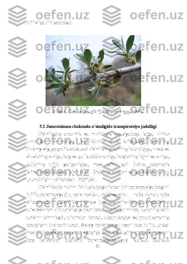 bo‘lishiga olib kelar ekan.
                 
5-rasm. Onalik (urug‘chi) o‘simlikning gullashi.
         
3.2 Jumratsimon chakanda o‘simligida transpiratsiya jadalligi
O‘simlikning   anatomik   va   morfologik   xususiyatlarga   ko‘ra,   olimlar
tomonidan   olib   borilgan   hisob-kitoblar   shuni   ko‘rsatadiki,   tuproqning
biokimyoviy, geografik strukturasi o‘simlikning tupining balandligiga, novda va
shoxlarning   soniga,   barg   va   gul   kurtaklar   soniga,   barglarning   hajmi   va   soniga,
gullarning   to‘liq   yetilganligiga,   meva   ta’mi   kabi   boshqa   parametrik
ko‘rsatkichlariga   katta   ta’sir   qiladi.   Chakanda   tuproqni   azotga   boyitib,   tuproq
unumdorligini oshirar ekan. [32;64;99] .  
O‘simliklarda muhim fiziologik jarayonlardan biri transperatsiya jarayoni
bo‘lib, transpiratsiya (lot. trans orasidan, oralab va spiro — nafas olaman, nafas
chiqaraman)   —   o simliklarning   suv   bug latishi   hisoblanadi.   O simlikningʻ ʻ ʻ
to xtovsiz nam olib turishiga yordam beradi, tuproqdan mineral tuzlarning kelib	
ʻ
turishini   ta minlaydi,   to qimalar   harorati,   turgor   darajasi   va   protoplazmaning	
ʼ ʻ
tarangligini   boshqarib   turadi.  Asosiy   transpiratsiya   organi   barg   bo lib,   undagi	
ʻ
mezofill   hujayralari   hujayralar   oralig iga   doim   suv   bug ini   ajratib,   so ngra   uni	
ʻ ʻ ʻ
barg   og izchalari   (og izcha   transpiratsiyasi)   yoki   kutikula   (kutikula	
ʻ ʻ
50 