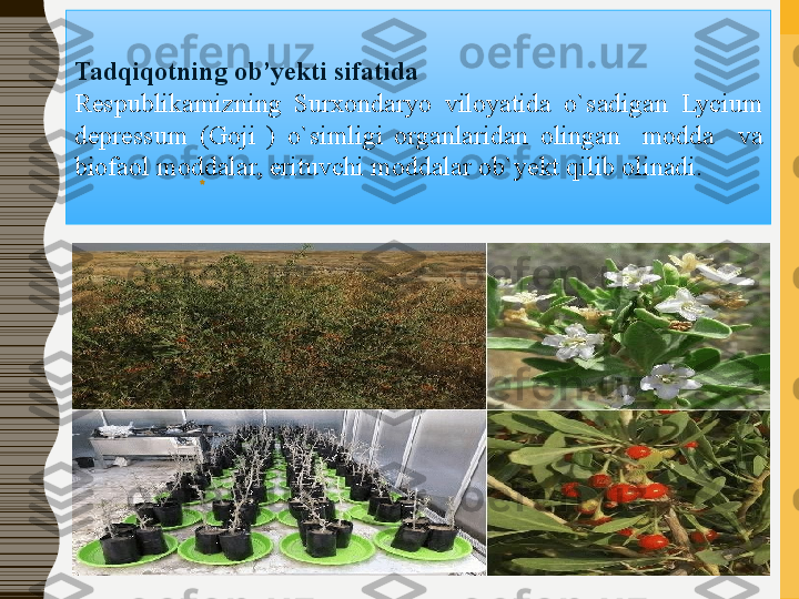 Tadqiqotning ob’yekti	 sifatida	 
Respublikamizning  Surxondaryo  viloyatida  o`sadigan  Lycium 
depressum   (Goji  )   o`simligi  organlaridan  olingan    modda    va 
biofaol moddalar, erituvchi moddalar ob`yekt qilib olinadi.  