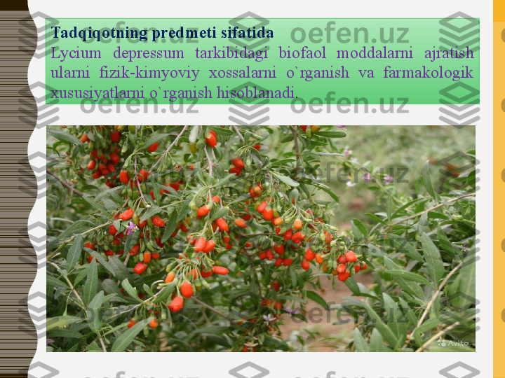 Tadqiqotning predmeti	 sifatida	 
Lycium  depressum  tarkibidagi  biofaol  moddalar ni  ajratish 
ularni  fizik-kimyoviy  xossalarni  o`rganish  va  farmakologik 
xususiyatlarni o`rganish hisoblanadi .  