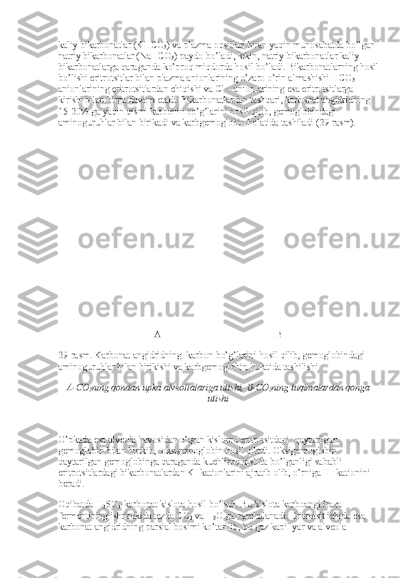 kaliy bikarbonatlar (KHCO
3 ) va plazma oqsillari bilan yaqin munosabatda bo’lgan 
natriy bikarbonatlar (NaHCO
3 ) paydo bo’ladi, lekin, natriy bikarbonatlar kaliy 
bikarbonatlarga qaraganda ko’proq miqdorda hosil bo’ladi. Bikarbonatlarning hosil
bo’lishi eritrotsitlar bilan plazma anionlarining o’zaro o’rin almashishi HCO
3   – 
anionlarining eritrotsitlardan chiqishi va Cl – anionlarining esa eritrotsitlarga 
kirishi bilan birga davom etadi. Bikarbonatlardan tashqari, karbonat angidridning    
15-20% ga yaqin qismi karbonin bo’g’larini hosil qilib, gemoglobindagi 
aminoguruhlar bilan birikadi va karbgemoglobin holatida tashiladi (29-rasm).
         
A                                                                                                B
29-rasm. Karbonat angidridning    karbon bo’g’larini hosil qilib, gemoglobindagi 
aminoguruhlar bilan birikishi va karbgemoglobin holatida tashilishi.
A-CO
2 ning
  qondan upka alveollalariga utishi, B-CO
2 ning tuqimalardan qonga
utishi
 
O’pkada esa alveola havosidan o’tgan kislorod eritrotsitdagi    qaytarilgan 
gemoglobin bilan birikib,    oksigemoglobin hosil qiladi. Oksigemoglobin 
qaytarilgan gemoglobinga qaraganda kuchliroq kislota bo’lganligi sababli 
eritrotsitlardagi bikarbonatlardan K +
  kationlarini ajratib olib, o’rniga H +
  kationini 
beradi.
Oqibatda H
2 SO
3 -karbonat kislota hosil bo’ladi. Bu kislota karboangidraza 
fermentining ishtirokida tezda CO
2   va H
2 O ga parchalanadi. Eritrotsit ichida esa 
karbonat angidridning parsial bosimi ko’tarilib, bu gaz kapillyar va alveola  