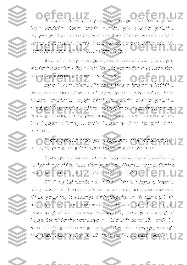 Patogenning   kirgandan   keyingi   davri.   Patogen   o‘simlikka   kirgandan
keyin   zararlashni   davom   ettirishi   mumkin,   yoki   toksinlar   yordamida
hujayralarga   chuqur   kirmasdan   ularni   masofadan   o‘ldirishi   mumkin.   Patogen
zamburug‘lar,   masalan,   Botritis   cinerea   (kul   rang   chirish)   o‘zidan   pektolitik
fermentlar chiqaradi va o‘simlik tuqimalarini o‘ldiradi.
Shu bilan birga, ayrim patogenlar, masalan soxta un shudring turlari yoki
viruslarning ayrimlari xo‘jayin-o‘simlikda ko‘p vaqt rivojlanishiga qaramasdan,
unga ko‘zga tashlanadigan jarohatlar yetkazmaydi.
Aynan   hozir   muhokama   qilib   turgan   infeksion   jarayonning   kechishida
parazitizmning   nekrotrof   va   biotrof   belgilari   yaqqol   namoyon   bo‘ladi.   Ya’ni
nekrotrof   organizmlar   xo‘jayin-o‘simlik   hujayralarini   toksinlar   yordamida
nobud   qilib   keyin   oziqlanadi.   Biotrof   organizmlar   esa,   ilgari   bir   necha   marta
ta’kidlaganimizdek,   tirik   hujayralar   ichidagi   moddalar   bilan   oziqlanadi   va   shu
bois   hujayrani   o‘ldirmaydi,   chunki   hujayraning   o‘limi   patogenni   o‘limi
demakdir.
Biotrof   parazitlar   mitseliyasi   hujayralararo   bo‘shliklarda   tarqalgan
bo‘lib, hujayralarga uning o‘smasi, yoki boshqacha gaustoriyasi kiradi.
Gaustoriyaning   tuzilishi   o‘simlik   hujayralarida   biotrof   parazitlarning
faoliyatini   tushunishda   katta   ahamiyatga   ega.   Aksariyat   zamburug‘larning
gaustoriyalari bir uzakli, atrofi g‘ilof bilan qoplangan bo‘ladi.
G‘ilof   quyidagi   tartibda   hosil   bo‘ladi:   o‘simlik   hujayrasiga   kirganda
uning   devorchasi   fermentlar   ta’sirida   parchalanadi,   lekin   plazmalemmaga
shikast   yetkazilmaydi;   gaustoriya   o‘sish   jarayonida   uni   sitoplazmaga   bosib
kiritib   yuboradi;   hujayra   devorchalarining   moddalari   uni   o‘rab   oladi   va
gaustoriya   g‘ilof   bilan   qoplanadi.   Shunday   qilib,   gaustoriya   uchidagi   g‘ilof
hujayra devorchalarining parchalangan moddalardan iborat bo‘ladi. Demak,   bu
yerda   g‘ilofning   ichi   parazitga   tegishli   bo‘lsa,   sirti   hujayraga,   aniqrog‘i
plazmalemma   bilan   o‘ralgan   bo‘ladi.   Mana   shu   ikki   qatlamdan   iborat   g‘ilof 