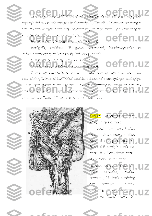 Zararlangan nerv ustidagi teri ultrabinafshali  nurlantiriladi. Asab hujayralar
hayotiyligini  yaxshilash  maqsadida diatermiya qo’llanadi. Elektrodlar zararlangan
periferik nervga tegishli orqa miya segmentlari, umurtqalar aro tugunlar va chegara
simpatik stvol tugunlari sohasiga qo’yiladi.  
Har xil mahalliy isituvchi muolajalar bajariladi.
A nalgetik,   an tibiotik,   V   guruhi   vitamin lari ,   biostimulyator lar   va
antixolinesteraz preparat lar  inyeksi yalari tavsiya etiladi .
4.  Oyoq nervlarining parez i  va falajlari
Oyoqlar parezi va falajlarining umumiy tavsifi
Oldingi   oyoqlar  periferik  nervlarining  kasalliklari   uy  hayvonlari  lokomotor
apparatining funksional buzilishlari orasida nisbatan ko‘p uchraydigan patologiya.
Bunda   oyoqlar   asab   tizimidagi   patologik   jarayonlarining   asl   mazmuni   periferik
nerv  stvollari   va   tarmoqlarining   parezi   va   falajlari   bilan  namoyon   bo‘ladi.   Klinik
tomondan ular “tayanch” oqsoqligi ko‘rinishida bo‘ladi. 
4–rasm .   Otda   yelka   nerv
chigalining sxemasi:
1–muskul   – teri  nervi;  2–o‘rta
nerv;   3–tirsak   nervi;   4–bilak
nervi;   5–qo‘ltiq   osti   nervi;   6–
kurak   oldi   nervi;   7–kurak   osti
nervi;   8–ko‘krak   dorsal   nervi;
9–   ko‘krak   lateral   nervi;   10–
ko‘krak   ventral   nervi;   11–
bilak   nervining   muskul
tarmog‘i;   12–tirsak   nervining
teri   tarmog‘i;   13–o‘rta
nervining   muskul   tarmog‘i;
14–volyar   lateral   nervi;   15– 