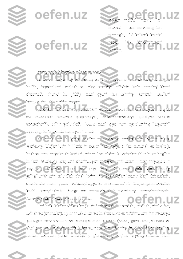 volyar   medial   nervi;   16–
muskul   –   teri   nervining   teri
tarmog‘i;     17–ko‘krak   kranial
nervi;   18–   birlashtiruvchi
tarmoq.
Parez va falajlarning etiopatogenezi  
Parez   va   falajlar   uy   va   qishloq   xo‘jalik   hayvonlar   orasida   keng   tarqalgan
bo‘lib,   hayvonlarni   saqlash   va   ekspluatatsiya   qilishda   ko‘p   noqulayliklarni
chaqiradi,   chunki   bu   jiddiy   patologiyani   davolashning   samarali   usullari
hanuzgacha ishlab chiqilmagan.  
Parezda   mushaklarning   qisqarishi   va   taktil   sezuvchanlik   pasayadi,   falajda
esa   mushaklar   umuman   qisqarmaydi,   nerv   innervatsiya   qiladigan   sohada
sezuvchanlik   to‘liq   yo‘qoladi.   Ikkala   patologiya   ham   oyoqlarning   “tayanch”
oqsoqligi ko‘rinishida namoyon bo‘ladi. 
Kelib   chiqishi   bo‘yicha   falajlar   markaziy   va   periferik   bo‘lishi   mumkin.
Markaziy   falajlar   ko‘p   hollarda   infeksion   patologiya   (o‘lat,   quturish   va   boshq.),
bosh va orqa miyalar shikastlari, mineral va o‘simlik   zaharlanishlar bilan bog‘liq
bo‘ladi. Markaziy falajlarni  chaqiradigan endogen  omillardan – bosh  miyaga qon
quyilishi,   o‘smalar,   bosh   va   orqa   miya   to‘qimasi   yoki   pardalarining
yallig‘lanishlarini ta’qidlab o‘tish lozim. Bunday falajlar “qattiq falaj” deb ataladi,
chunki ular  mono–, para– va tetraplegiya ko‘rinishida bo‘lib, falajlangan muskullar
kuchli   taranglashadi.   Bunga   esa   markaziy   asab   tizimining   tormozlantiruvchi
funksiyasi bo‘zilganligi sabab bo‘ladi. 
Periferik falajlar shikastlar (kuchli tebranish, lat yeyish,  qisilish, cho‘zilish,
uzilish va jarohatlar), oyoq muskullari va boshqa a’zo va to‘qimalarni innervatsiya
qiladigan   nerv   stvollari   va   tarmoqlarining   qisilishi   (shish,   gematoma,   abssess   va
sh.o‘.),   nevrit,   pleksit,   radikulitlar   va   nerv   butunligining   buzilishi   bilan   bog‘liq.
Undan   tashqari,   parez   umurtqa   pog‘onasining   tug‘ma   qiyshayishlarida   ham 