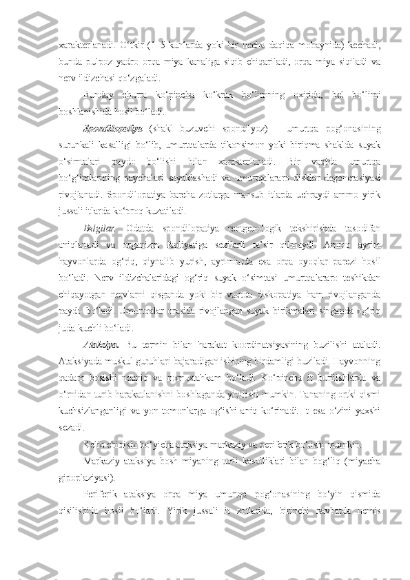 xarakterlanadi.   O‘tkir   (1–5   kunlarda   yoki   bir   necha   daqiqa   mobaynida)   kechadi,
bunda   pulpoz   yadro   orqa   miya   kanaliga   siqib   chiqariladi,   orqa   miya   siqiladi   va
nerv ildizchasi qo‘zgaladi.
Bunday   churra   ko‘pincha   ko‘krak   bo‘limning   oxirida,   bel   bo‘limi
boshlanishida hosil bo‘ladi.
Spondilopatiya   (shakl   buzuvchi   spondilyoz)   –   umurtqa   pog‘onasining
surunkali   kasalligi   bo‘lib,   umurtqalarda   tikonsimon   yoki   biriqma   shaklda   suyak
o‘simtalari   paydo   bo‘lishi   bilan   xarakterlanadi.   Bir   vaqtda   umurtqa
bo‘g‘imlarining   paychalari   suyaklashadi   va   umurtqalararo   disklar   degenerasiyasi
rivojlanadi.   Spondilopatiya   barcha   zotlarga   mansub   itlarda   uchraydi   ammo   yirik
jussali itlarda ko‘proq kuzatiladi.
Belgilar.   Odatda   spondilopatiya   rentgenologik   tekshirishda   tasodifan
aniqlanadi   va   organizm   faoliyatiga   sezilarli   ta’sir   qilmaydi.   Ammo   ayrim
hayvonlarda   og‘riq,   qiynalib   yurish,   ayrimlarda   esa   orqa   oyoqlar   parezi   hosil
bo‘ladi.   Nerv   ildizchalaridagi   og‘riq   suyak   o‘simtasi   umurtqalararo   teshikdan
chiqayotgan   nervlarni   qisganda   yoki   bir   vaqtda   diskopatiya   ham   rivojlanganda
paydo   bo‘ladi.   Umurtqalar   orasida   rivojlangan   suyak   birikmalari   singanda   og‘riq
juda kuchli bo‘ladi.
Ataksiya.   Bu   termin   bilan   harakat   koordinatsiyasining   buzilishi   ataladi.
Ataksiyada muskul guruhlari bajaradigan ishining birdamligi buziladi. Hayvonning
qadam   bosishi   noaniq   va   nomustahkam   bo‘ladi.   Ko‘pincha   it   burilishlarda   va
o‘rnidan turib harakatlanishni boshlaganda yiqilishi mumkin. Tananing ortki qismi
kuchsizlanganligi   va   yon   tomonlarga   og‘ishi   aniq   ko‘rinadi.   It   esa   o‘zini   yaxshi
sezadi.
Kelib chiqishi bo‘yicha ataksiya markaziy va periferik bo‘lishi mumkin.
Markaziy   ataksiya   bosh   miyaning   turli   kasalliklari   bilan   bog‘liq   (miyacha
gipoplaziyasi).
Periferik   ataksiya   orqa   miya   umurtqa   pog‘onasining   bo‘yin   qismida
qisilishida   hosil   bo‘ladi.   Yirik   jussali   it   zotlarida,   birinchi   navbatda   nemis 