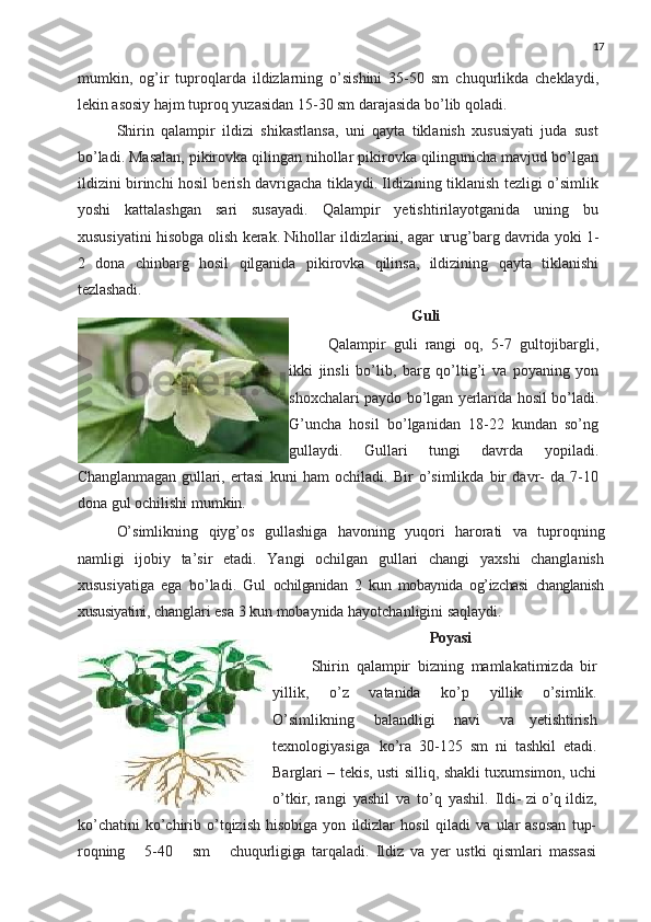 17
mumkin,   og’ir   tuproqlarda   ildizlarning   o’sishini   35-50   sm   chuqurlikda   cheklaydi,
lekin asosiy hajm tuproq yuzasidan 15-30 sm darajasida bo’lib qoladi.
Shirin   qalampir   ildizi   shikastlansa,   uni   qayta   tiklanish   xususiyati   juda   sust
bo’ladi. Masalan, pikirovka qilingan nihollar pikirovka qilingunicha mavjud bo’lgan
ildizini birinchi hosil berish davrigacha tiklaydi. Ildizining tiklanish tezligi o’simlik
yoshi   kattalashgan   sari   susayadi.   Qalampir   yetishtirilayotganida   uning   bu
xususiyatini hisobga olish kerak. Nihollar ildizlarini, agar   urug’barg   davrida   yoki   1-
2   dona   chinbarg   hosil   qilganida   pikirovka   qilinsa,   ildizining   qayta   tiklanishi
tezlashadi.
Guli
Qalampir   guli   rangi   oq ,   5-7   gultojibargli ,
ikki   jinsli   bo ’ lib ,   barg   qo ’ ltig ’ i   va   poyaning   yon
shoxchalari   paydo   bo ’ lgan   yerlarida   hosil   bo ’ ladi .
G’uncha   hosil   bo’lganidan   18-22   kundan   so’ng
gullaydi.   Gullari   tungi   davrda   yopiladi.
Changlanmagan   gullari,   ertasi   kuni   ham   ochiladi.   Bir   o’simlikda   bir   davr-   da   7-10
dona gul ochilishi mumkin.
O’simlikning   qiyg’os   gullashiga   havoning   yuqori   harorati   va   tuproqning
namligi   ijobiy   ta’sir   etadi.   Yangi   ochilgan   gullari   changi   yaxshi   changlanish
xususiyatiga   ega   bo’ladi.   Gul   ochilganidan   2   kun   mobaynida   og’izchasi   changlanish
xususiyatini,  changlari   esa   3   kun   mobaynida   hayotchanligini saqlaydi.
Poyasi
Shirin   qalampir   bizning   mamlakatimizda   bir
yillik ,   o ’ z   vatanida   ko ’ p   yillik   o ’ simlik .
O’simlikning   balandligi   navi   va   yetishtirish
texnologiyasiga   ko’ra   30-125   sm   ni   tashkil   etadi.
Barglari – tekis, usti silliq, shakli tuxumsimon, uchi
o’tkir, rangi   yashil   va   to’q   yashil.   Ildi- zi o’q ildiz,
ko’chatini   ko’chirib   o’tqizish   hisobiga   yon   ildizlar   hosil   qiladi   va   ular   asosan   tup-
roqning     5-40     sm     chuqurligiga   tarqaladi.   Ildiz   va   yer   ustki   qismlari   massasi 