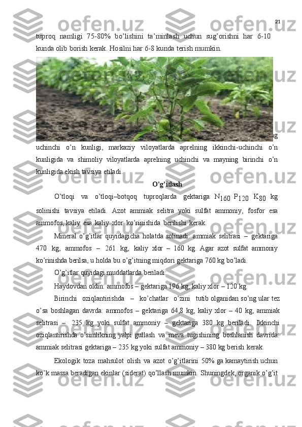 21tuproq	 namligi	 75-80%	 bo’lishini	 ta’minlash  	uchun	 sug’orishni	 har	 6-10	
kunda	 olib	 borish	 kerak.	 Hosilni 	har	 6-8	 kunda	 terish	 mumkin.
Shirin   qalampir   va   baqlajon   ko ’ chatlarini   janubiy   viloyatlarda   martning
uchinchi   o ’ n   kunligi ,   markaziy   viloyatlarda   aprelning   ikkinchi - uchinchi   o ’ n
kunligida   va   shimoliy   viloyatlarda   aprelning   uchinchi   va   mayning   birinchi   o ’ n
kunligida   ekish   tavsiya   etiladi .
O’g’itlash
O ’ tloqi	
  va	  o ’ tloqi – botqoq	  tuproqlarda	  gektariga   N
160   P
120   K
80   kg
solinishi   tavsiya   etiladi .   Azot   ammiak   selitra   yoki   sulfat   ammoniy ,   fosfor   esa
ammofos ,  kaliy   esa   kaliy   xlor   ko ’ rinishida   berilishi   kerak .
Mineral   o ’ g ’ itlar   quyidagicha   holatda   solinadi :   ammiak   selitrasi   –   gektariga
470   kg ,   ammofos   –   261   kg ,   kaliy   xlor   –   160   kg .   Agar   azot   sulfat   ammoniy
ko ’ rinishda   berilsa ,  u   holda   bu   o ’ g ’ itning   miqdori   gektariga  760  kg   bo ’ ladi .
O ’ g ’ itlar   quyidagi   muddatlarda   beriladi :
Haydovdan   oldin :  ammofos  –  gektariga  196  kg ,  kaliy   xlor  – 120  kg .
Birinchi	
  oziqlantirishda     –     ko ’ chatlar     o ’ zini     tutib   olganidan   so ’ ng   ular   tez
o ’ sa   boshlagan   davrda :   ammofos   –   gektariga   64,8   kg ,   kaliy   xlor   –   40   kg ,   ammiak
selitrasi   –   235   kg   yoki   sulfat   ammoniy   –   gektariga   380   kg   beriladi .   Ikkinchi
oziqlantirishda   o ’ simlikning   yalpi   gullash   va   meva   tugishining   boshlanish   davrida :
ammiak   selitrasi   gektariga   –   235   kg   yoki   sulfat   ammoniy   –   380   kg   berish   kerak .
Ekologik   toza   mahsulot   olish   va   azot   o’g’itlarini   50% ga kamaytirish uchun
ko’k massa beradigan ekinlar (siderat) qo’llash mumkin. Shuningdek, organik o’g’it 