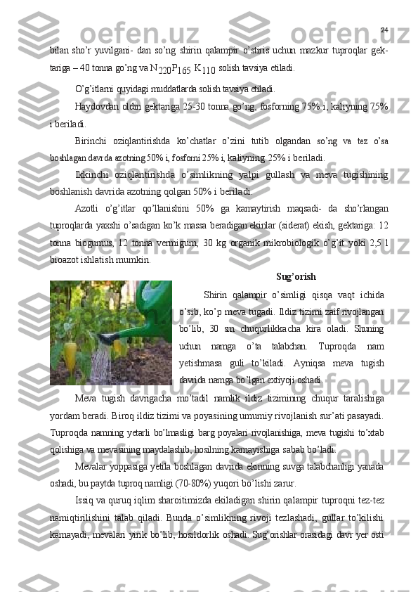 24
bilan sho’r yuvilgani-   dan   so’ng   shirin   qalampir   o’stiris  uchun   mazkur   tuproqlar   gek-
tariga   –   40   tonna   go’ng   va   N
220 P
165   K
110   solish   tavsiya   etiladi.
O’g’itlarni   quyidagi muddatlarda solish tavsiya etiladi.
Haydovdan   oldin   gektariga   25-30   tonna   go’ng,   fosforning  75%   i,   kaliyning   75%
i   beriladi.
Birinchi   oziqlantirishda   ko’chatlar   o’zini   tutib   olgandan  so’ng	 va	 tez	 o’sa	
boshlagan	 davrda	 azotning	 50%	 i, fosforni	 25%	 i, 
kaliyning   25%   i   beriladi.	
Ikkinchi	 oziqlantirishda	 o’simlikning	 yalpi	 gullash	 va  	meva	 tugishining	
boshlanish	 davrida	 azotning	 qolgan	 50%	 i beriladi.
Azotli   o’g’itlar   qo’llanishini   50%   ga   kamaytirish   maqsadi-   da   sho’rlangan
tuproqlarda   yaxshi   o’sadigan   ko’k   massa   beradigan ekinlar   (siderat)   ekish,   gektariga:   12
tonna   biogumus,   12   tonna   vermigum,   30   kg   organik   mikrobiologik   o’g’it   yoki   2,5   l
bioazot  ishlatish   mumkin.
Sug’orish
Shirin   qalampir   o ’ simligi   qisqa   vaqt   ichida
o ’ sib ,  ko ’ p   meva   tugadi .  Ildiz   tizimi   zaif   rivojlangan
bo ’ lib ,   30   sm   chuqurlikkacha   kira   oladi .   Shuning
uchun   namga   o ’ ta   talabchan .   Tuproqda   nam
yetishmasa   guli   to ’ kiladi .   Ayniqsa   meva   tugish
davrida   namga   bo ’ lgan   extiyoji   oshadi .
Meva   tugish   davrigacha   mo’tadil   namlik   ildiz   tizimining   chuqur   taralishiga
yordam beradi. Biroq ildiz tizimi va poyasining umumiy rivojlanish sur’ati pasayadi.
Tuproqda   namning   yetarli   bo’lmasligi   barg   poyalari   rivojlanishiga,   meva   tugishi   to’xtab
qolishiga   va   mevasining   maydalashib,   hosilning  kamayishiga   sabab   bo’ladi.
Mevalar   yoppasiga   yetila   boshlagan   davrida   ekinning   suvga  talabchanligi   yanada
oshadi,   bu   paytda   tuproq   namligi   (70-80%)  yuqori bo’lishi zarur.
Issiq va quruq iqlim sharoitimizda ekiladigan shirin qalampir   tuproqni   tez-tez
namiqtirilishini   talab   qiladi.   Bunda   o’simlikning   rivoji   tezlashadi,   gullar   to’kilishi
kamayadi,   mevalari   yirik   bo’lib,   hosildorlik   oshadi.  Sug’orishlar   orasidagi   davr   yer   osti 