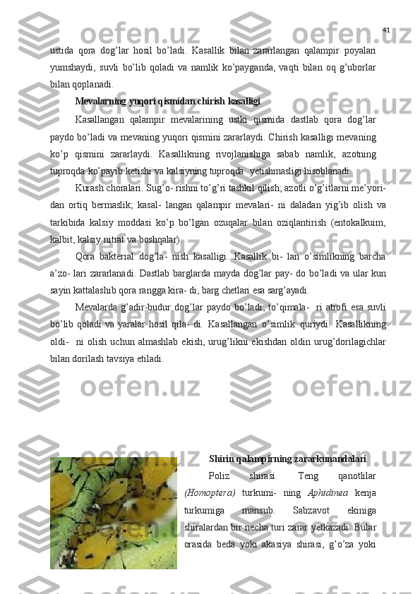 41
ustida   qora   dog’lar   hosil   bo’ladi.   Kasallik   bilan   zararlangan   qalampir   poyalari
yumshaydi,   suvli   bo’lib   qoladi   va   namlik   ko’payganda,   vaqti   bilan   oq   g’uborlar
bilan qoplanadi.
Mevalarning   yuqori   qismidan   chirish   kasalligi
Kasallangan   qalampir   mevalarining   ustki   qismida   dastlab   qora   dog’lar
paydo bo’ladi va mevaning yuqori qismini zararlaydi. Chirish kasalligi mevaning
ko’p   qismini   zararlaydi.   Kasallikning   rivojlanishiga   sabab   namlik,   azotning
tuproqda   ko’payib   ketishi   va   kalsiyning tuproqda yetishmasligi hisoblanadi.
Kurash choralari. Sug’o- rishni to’g’ri tashkil qilish; azotli o’g’itlarni me’yori-
dan   ortiq   bermaslik;   kasal-   langan   qalampir   mevalari-   ni   daladan   yig’ib   olish   va
tarkibida   kalsiy   moddasi   ko’p   bo’lgan   ozuqalar   bilan   oziqlantirish   (entokalkuim,
kalbit, kalsiy nitrat va  boshqalar).
Qora   bakterial   dog’la-   nish   kasalligi.   Kasallik   bi-   lan   o’simlikning   barcha
a’zo- lari zararlanadi. Dastlab barglarda   mayda   dog’lar   pay- do bo’ladi va ular kun
sayin kattalashib   qora   rangga   kira-  di,   barg   chetlari   esa   sarg’ayadi.
Mevalarda   g’adir-budur   dog’lar   paydo   bo’ladi,   to’qimala-   ri   atrofi   esa   suvli
bo’lib qoladi  va yaralar  hosil  qila-  di.   Kasallangan   o’simlik   quriydi.   Kasallikning
oldi-  ni   olish   uchun   almashlab   ekish,   urug’likni   ekishdan   oldin  urug’dorilagichlar
bilan dorilash tavsiya etiladi.
Shirin   qalampirning   zararkunandalari
Poliz   shirasi.   Teng   qanotlilar
(Homoptera)   turkumi-   ning   Aphidinea   kenja
turkumiga   mansub.   Sabzavot   ekiniga
shiralardan   bir   necha   turi   zarar   yetkazadi.   Bular
orasida   beda   yoki   akasiya   shirasi,   g’o’za   yoki 