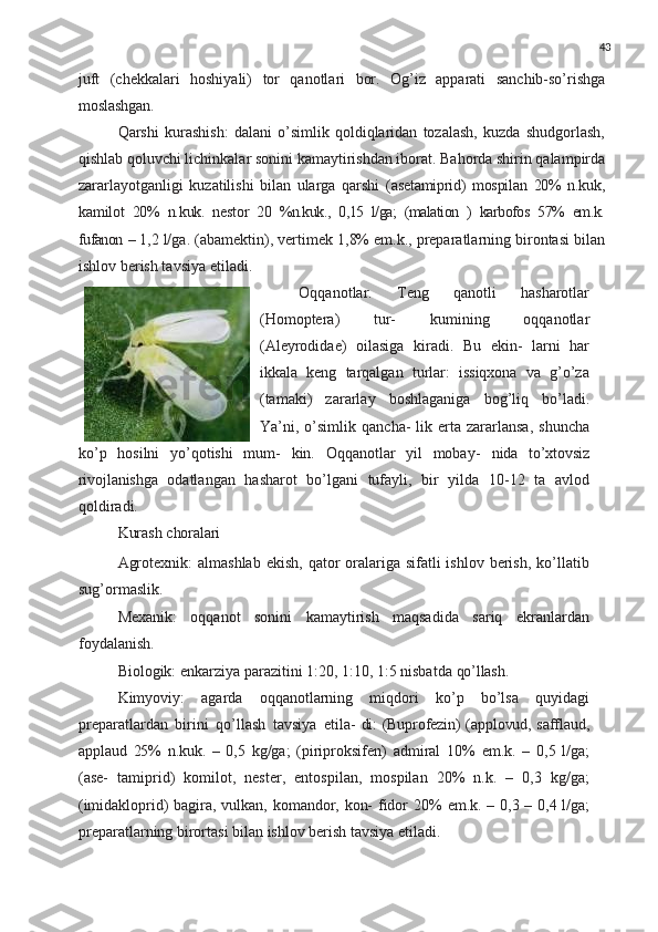 43
juft   (chekkalari   hoshiyali)   tor   qanotlari   bor.   Og’iz   apparati   sanchib-so’rishga
moslashgan.
Qarshi   kurashish:   dalani   o’simlik   qoldiqlaridan   tozalash,   kuzda   shudgorlash,
qishlab qoluvchi lichinkalar sonini   kamaytirishdan   iborat.   Bahorda   shirin   qalampirda
zararlayotganligi   kuzatilishi   bilan   ularga   qarshi   (asetamiprid)   mospilan   20%   n.kuk,
kamilot   20%   n.kuk.   nestor   20   %n.kuk.,   0,15   l/ga;   (malation   )   karbofos   57%   em.k.
fufanon   –  1,2   l/ga.   (abamektin),   vertimek   1,8%   em.k.,   preparatlarning birontasi   bilan
ishlov   berish tavsiya etiladi.
Oqqanotlar.   Teng   qanotli   hasharotlar
(Homoptera)   tur-   kumining   oqqanotlar
(Aleyrodidae)   oilasiga   kiradi.   Bu   ekin-   larni   har
ikkala   keng   tarqalgan   turlar:   issiqxona   va   g’o’za
(tamaki)   zararlay   boshlaganiga   bog’liq   bo’ladi.
Ya’ni,   o’simlik   qancha-   lik  erta   zararlansa,   shuncha
ko’p   hosilni   yo’qotishi   mum-   kin.   Oqqanotlar   yil   mobay-   nida   to’xtovsiz
rivojlanishga   odatlangan   hasharot   bo’lgani   tufayli,   bir   yilda   10-12   ta   avlod
qoldiradi.
Kurash   choralari
Agrotexnik:  almashlab  ekish,  qator  oralariga sifatli  ishlov berish, ko’llatib
sug’ormaslik.
Mexanik:   oqqanot   sonini   kamaytirish   maqsadida   sariq   ekranlardan
foydalanish.
Biologik: enkarziya parazitini 1:20, 1:10, 1:5 nisbatda  qo’llash.
Kimyoviy:   agarda   oqqanotlarning   miqdori   ko’p   bo’lsa   quyidagi
preparatlardan   birini   qo’llash   tavsiya   etila-   di:   (Buprofezin)   (applovud,   safflaud,
applaud   25%   n.kuk.   –   0,5   kg/ga;   (piriproksifen)   admiral   10%   em.k.   –   0,5   l/ga;
(ase-   tamiprid)   komilot,   nester,   entospilan,   mospilan   20%   n.k.   –   0,3   kg/ga;
(imidakloprid) bagira, vulkan, komandor, kon- fidor   20%   em.k.   –   0,3   –   0,4   l/ga;
preparatlarning   birortasi bilan ishlov berish tavsiya etiladi. 