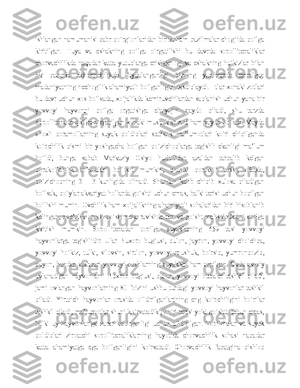 ishlangan namumanisi qabr qo`rg`onlaridan birida ham qazilmalar chog`ida qo`lga
kiritilgan.   Tuya   va   eshakning   qo`lga   o`rgatilishi   bu   davrda   sopollitepaliklar
chorvachilikda naqadar  katta yutuqlarga erishganligi  va eshakning ho`kizlar bilan
bir   qatorda   dehqonchilikda   foydalanganligi   bizning   yurtimizda   tarqalgan
madaniyatning nechog`lik ahamiyatli bo`lganligini tasdiqlaydi.  Itlar xonaki zotlari
bu davr uchun xos bo`lsada, xo`jalikda kemiruvchilardan saqlanish uchun yana bir
yovvoyi   hayvonni   qo`lga   orgatishga   ehtiyojni   paydo   qiladi,   shu   tarzda
Sopollitepada qo`lga o`rgatilgan xonaki mushuklar zoti ham paydo bo`ladi. Mayda
shoxli   qoramollarning   suyak   qoldiqlari   statistik   ma’lumotlari   ko`ri   chiqilganda
ko`pchilik   qismi   bir   yoshgacha   bo`lgan   qo`zichoqlarga   tegishli   ekanligi   ma’lum
bo`ldi,   bunga   sabab   Markaziy   Osiyo   hududidan   azaldan   tarqalib   kelgan
qorako`lchilik   an’analari   bo`lishi   mumkin,   chunki   qorako`l   terisi,   odatda,
qo`zichoqning   2   –   3   kunligida   olinadi.   Shundan   kelib   chiqib   xulosa   qiladigan
bo`lsak, qo`ylar aksariyat hollarda go`shti uchun emas, balki terisi uchun boqilgan
bo`lishi  mumin. Ovchilik ham xo`jalikning ahamiyatli  sohalaridan biri  hisoblanib
kelingan, ovchilik orqali qo`shimcha ravishda teri va go`sht mahsulotlarini qo`lga
kiritish   mumkin.   Sopollitepadan   topilga   suyaklarning   659   tasi   yovvoyi
hayvonlarga   tegishlidir.   Ular   Buxoro   bug`usi,   qulon,   jayron,   yovvoyi   cho`chqa,
yovvoyi   ho`kiz,   tulki,   silovsin,   sirtlon,   yovvoyi   mushuk,   bo`rsiq,   yumronqoziq,
quyon, bundan tashqari yovvoyi qushlarning suyaklari ham topilgan. Ovda asosiy
ovlanadigan   hayvonlarni   Buxoro   bug`usi,   qulon,   yovvoyi   buqalar   tashkil   qiladi,
jami   ovlangan   hayvonlarning   80   foizini   ushbu   turdagi   yovvoyi   hayvonlar   tashkil
qiladi.   Yirtqich   hayvonlar   orasida   o`ldirilganlarining   eng   ko`pchiligini   bo`rilar
tashkil qiladi, ma’lumotlar shuni ko`rsatadiki, bo`ri terisi yoki go`shti uchun emas,
balki   uy   hayvonlariga   zarar   keltirganligi   uchun   o`ldirilgan.   Topilmalar   va   suyak
qoldiqlari   ziroatchi   sopollitepaliklarning   hayotida   chorvachilik   sohasi   naqadar
katta   ahamiyatga   ega   bo`lganligini   ko`rsatadi.   Chorvachilik   faqatgina   qishloq 