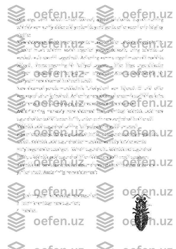 usha   erga   uchib   keladi.   Undan   tashqari,   vaqtni   aniqlashda   quyosh   nurining
ta’sirisiz xam sun’iy elektr toki yordamida yoritilganda arilar vaqtni aniq belgilay
oladilar.
Nerv sistemasm   sezish organlari xamda muskullar bi lan uzluksiz aloqada bo’lib,
u   tashqi   muxit   ta’sirinn   se zish   organlari   yordamida   sezib,   uning   ta’sirida   uz
xarakati.   xulq-atvorini   uzgartiradi.   Arilarning   xamma   organi   mutanosib   ravishda
ishlaydi.   Birorta   organning   ish   faoliyati   uzgarsa,   u   bilan   birga   unga   alokador
bo’lgan   organning   ish   faoliyati   xam   o’zgaradi.   Aloxida   organlarning   ish
faoliyatini nerv sistemasi boshqarib turadi.
Nerv   sistemasi   yanada   murakkabrok   funksiyalarni   xam   bajaradi.   CHunki   arilar
xam xayoti uchun ko’rashadi. Arilar ning nerv sistemasi anatomik tuzilishiga ko’ra
uch qismga bo’linadi: markaziy, oraliq va vegetativ nerv sistemasi.
Asalarilarning   markaziy   nerv   sistemasi   bosh   qismidagi   kekirdak   ustki   nerv
tugunchasidan tashkil toptan bo’lib, undan qorin nerv zanjirchasi boshlanadi.
Kekirdak ustki tugunchasi uzining faoliyatiga ko’ra xud di umurtqali 
xayvonlarning miya faoliyatiga uxshash bo’lib. bu tuguncha arining miyasi deb 
ataladi. Kekirdak ustki tugunchasidan murakkab va oddiy ko’zlar xamda 
mo’ylovga nervlar tutashgan. Ikkinchi tuguncha bu kekirdak osti tugun chasi 
bo’lib, u kekirdak ustki tugun chasi bilan ikkita nerv yo’li orqali tutashgan. 
Kekirdak osti nerv tugun chasidan xartumcha va ogiz boshliq organlariga nerv 
yo’llari o’tadi.  Asalariniig nerv sistemasi:
1 - bosh miya; 2 - ko’krakdagi nerv tugunlari:
3 - qorin knsmidagn nerv tugunlari;
4 - nervlar. 