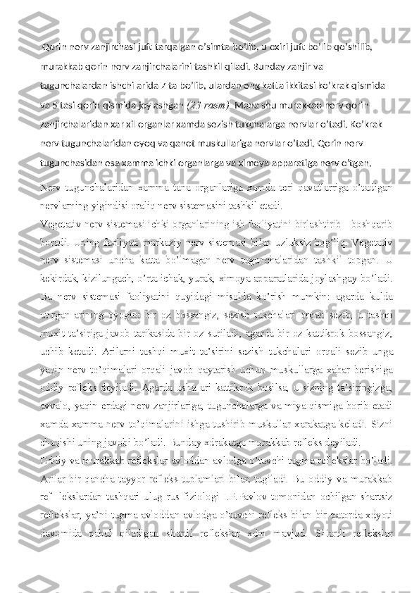  Qorin nerv zanjirchasi juft tarqalgan o’simta bo’lib, u oxiri juft bo’lib qo’shilib, 
murakkab qorin nerv zanjirchalarini tashkil qiladi. Bunday zanjir va 
tugunchalardan ishchi arida 7 ta bo’lib, ulardan eng katta ikkitasi ko’krak qismida 
va 5 tasi qorin qismida joylashgan  (23-raem).  Mana shu murakkab nerv qorin 
zanjirchalaridan xar xil organlar xamda sezish tukchalarga nervlar o’tadi. Ko’krak 
nerv tugunchalaridan oyoq va qanot muskullariga nerv lar o’tadi. Qorin nerv 
tugunchasidan esa xamma ichki organlarga va ximoya apparatiga nerv o’tgan.
Nerv   tugunchalaridan   xamma   tana   organlariga   xamda   teri   qavatlarriga   o’tadigan
nervlarning yigindisi oraliq nerv sistemasini tashkil etadi.
Vegetativ nerv sistemasi ichki organlarining ish faoliyatini birlashtirib - boshqarib
boradi.   Uning   faoliyati   markaziy   nerv   sistemasi   bilan   uzluksiz   bog’liq.   Vegetativ
nerv   sistemasi   uncha   katta   bo’lmagan   nerv   tugunchalaridan   tashkil   topgan.   U
kekirdak, kizilungach, o’rta ichak, yurak, ximoya apparatlarida joylashgay bo’ladi.
Bu   nerv   sistemasi   faoliyatini   quyidagi   misolda   ko’rish   mumkin:   agarda   kulda
utirgan   arining   oyogini   bir   oz   bossangiz,   sezish   tukchalari   orqali   sezib,   u   tashqi
muxit  ta’siriga  javob  tarikasida  bir  oz  suriladi,  agarda  bir  oz  kattikrok  bossangiz,
uchib   ketadi.   Arilarni   tashqi   muxit   ta’sirini   sezish   tukcha lari   orqali   sezib   unga
yaqin   nerv   to’qimalari   orqali   javob   qaytarish   uchun   muskullarga   xabar   berishiga
oddiy   refleks   deyiladi.   Agarda   usha   ari   kattikrok   bosilsa,   u   sizning   ta’siringizga,
avvalo, yaqin erdagi nerv zanjirlariga, tugunchalarga va miya qismiga borib etadi
xamda xamma nerv to’qimalarini ishga tushirib muskullar xarakatga keladi. Sizni
chaqishi uning javobi bo’ladi. Bunday xdrakatga mu rakkab refleks deyiladi.
Oddiy va murakkab reflekslar avloddan-avlodga o’tuvchi tugma reflekslar bo’ladi.
Arilar   bir   qancha   tayyor   refleks   tuplamlari   bilan   tugiladi.   Bu   oddiy   va   murakkab
ref-   lekslardan   tashqari   ulug   rus   fiziologi   I.P.Pavlov   tomonidan   ochilgan   shartsiz
reflekslar, ya’ni tugma avloddan-avlodga o’tuvchi refleks bilan bir qatorda xdyoti
davomida   qabul   qiladigan   shartli   reflekslar   xdm   mavjud.   SHartli   reflekslar 