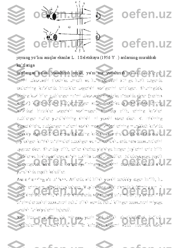 joyning yo’lini aniqlar ekanlar.L  .  I.Seletskaya (1956 Y  .  ) arilarning murakkab 
ko’zlariga
to’plangan   no’rni   yunaltirish   orqali,   ya’ni   nur   yunaltirish   yo’lida   qutblangan
no’rni   utkazuvchi   plastinka   urnatib   va   bu   plastinkani   90°   ga   burib   turganda
asalarining   ko’zlarida   biotoklar   uzgarishi   sezilganini   aniqlagan .   Shuningdek,
arining kuzi bilan qutblangan no’rni utkazuvchi plastinka o’rtasida ekran (papiros
kogozi)   kuyib   nurlarni   kutblantirmagan   xolda   plastinka   aylantirilganda   arining
ko’zidagi   biotoklar   uzgarishi   sezilmagan.   Shunday   qilib,   arining   ko’zlari
qutblangan   nurlar   yunalishining   sinishi-   ni   yaxshi   sezar   ekan.   K.   Frishning
kursatishicha, qutblangan nurlarni sezish mexanizmlari arining murakkab ko’zida
tarakkiy   etgan   bo’lib,   ommatidiylarning   ko’rish   ustunchala-   riga   sakkizta   radial
joylashgan ko’rish to’qimalari tutashgan va nur mana shu erda nerv taassurotlarini
uygotar   ekan.   Shunday   qilib,   arilar   sharbat   yigishga   borgan   joylarini   aniq   bilib
oladilar va boshqa arilarga «o’yin tushib» tu- shuntiradilar. Daladan uyaga qaytib
kelayotganda   xam   uchib   borgan   yo’lning   yunalishini   chizgandek   xuddi   shu
yunalishda qaytib keladilar.
Asalarilarning   xid   bilishn.   Arilarda   xid   bilish   yaxshi   tarakkiy   etgan   bo’lib,   bu
organ arining muylovida joylashgan. Muylovining ustki qismida ko’p ming son- li
chunkirchalar bo’lib, shu chunkirchalarda sezish nerv to’qimalari joylashgan. Bu
to’qimalar tashqi taassurotni qabul qilish xamda qabul kilingan taassurotni miyaga
uzatish funksiyalarini bajaradi.
Xar   bitta   muylovda   olti   mingga   yaqin   xid   bilish   chunkirchalari   bo’ladi.
Tajribalarning   kursatishicha,   ari-   lar   ko’pgina   xidlarni   xuddi   odamdek   sezar 