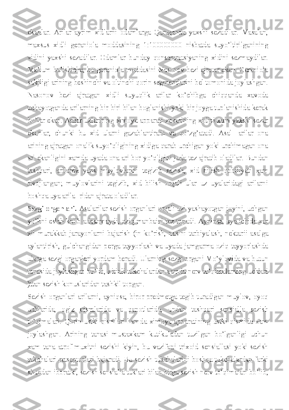 ekanlar.   Arilar   ayrim   xidlarni   odamlarga   Qaraganda   yaxshi   sezadilar.   Masalan,
maxsus   xidli   geraniola   moddasining   1:100000000   nisbatda   suyo’ltirilganining
xidini   yaxshi   sezadilar.   Odamlar   bunday   qonsentratsiyaning   xidini   sezmaydilar.
Ma’lum bulishicha, bu geraniola moddasini Nasonov bezi ajratar ekan. Geraniola
sukjligi arining beshinchi va oltinchi qorin segmentlarini bel tomonida joylashgan.
Nasonov   bezi   ajratgan   xidli   suyuqlik   arilar   ko’chibga   chiqqanda   xavoda
uchayotganda arilarning bir-biri bilan boglanishi yoki bir joyga tuplanishida kerak
bo’lar ekan. Arilar uzlarining ximoya apparati zaxarining xidini xam yaxshi sezar
ekanlar,   chunki   bu   xid   ularni   gazablantiradi   va   qo’zg’atadi.   Asal-   arilar   ona
arining ajratgan onalik suyo’qligining xidiga qarab urchigan yoki urchimagan ona
ari ekanligini xamda uyada ona ari bor-yo’qligini juda tez ajratib oladilar. Bundan
tashqari,   arilarda   yana   muylovlarini   tegizib   sezish,   xid   bi lish   qobiliyati   xam
rivojlangan;   muylovlarini   tegizib,   xid   bilish   orqali   ular   uz   uyalaridagi   arilarni
boshqa uya arila- ridan ajrata oladilar.
Sezgi organlari.  Asalarilar sezish organlari orqali uzi yashayotgan joyini, uchgan
yo’lini eslab kolib adashmaydi, oziq manbaini tez topadi. Ayniqsa, uya ichida xar
xil   murakkab   jarayonlarni   bajarish   (in   ko’rish,   naslni   tarbiyalash,   nektar ii   asalga
aylantirish, gulchangidan perga tayyorlash va uyada jamgarma oziq tayyorlashda
ularga sezgi organlari yordam beradi. Ularning sezgi organi Mo’ylovida va butun
tanasida joy lashgan bo’lib, xitinli tukchalardan xamda nerv to’qimalarning uchlari
)ttan sezish konuslaridan tashkil topgan.
Sezish  organlari  arilarni,  ayniqsa,  biror  predmetga tegib  turadigan  muylov, oyoq
uchlarida,   ogiz   qismlarida   va   qanotlarida,   undan   tashqari   sensialla   sezish
to’qimalari.   Qorin   ustki   qismlari   hamda   ximoya   apparatining   ustki   qismida   xam
joylashgan.   Arining   tanasi   mustaxkam   kutikuladan   tuzilgan   bo’lganligi   uchun
xam   tana   atrof-muxitni   sezishi   kiyin,   bu   vazifani   trixoid   sensiallasi   yoki   sezish
tukchalari-retseptorlari bajaradi. Bu sezish tukchalarini boshqa tukchalardan farki
shundan iboratki, sezish sensial la tuklari bilan birga sezish nerv to’qimalari bo’lib, 