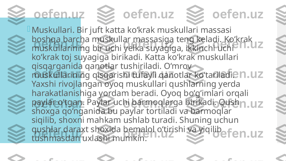 
Muskullari. Bir juft katta ko‘krak muskullari massasi 
boshqa barcha muskullar massasiga teng keladi. Ko‘krak 
muskullarining bir uchi yelka suyagiga, ikkinchi uchi 
ko‘krak toj suyagiga birikadi. Katta ko‘krak muskullari 
qisqarganida qanotlar tushiriladi. O‘mrov 
muskullarining qisqarishi tufayli qanotlar ko‘tariladi. 
Yaxshi rivojlangan oyoq muskullari qushlarning yerda 
harakatlanishiga yordam beradi. Oyoq bo‘g‘imlari orqali 
paylar o‘tgan. Paylar uchi barmoqlarga birikadi. Qush 
shoxga qo‘nganida bu paylar tortiladi va barmoqlar 
siqilib, shoxni mahkam ushlab turadi. Shuning uchun 
qushlar daraxt shoxida bemalol o‘tirishi va yiqilib 
tushmasdan uxlashi mumkin.  