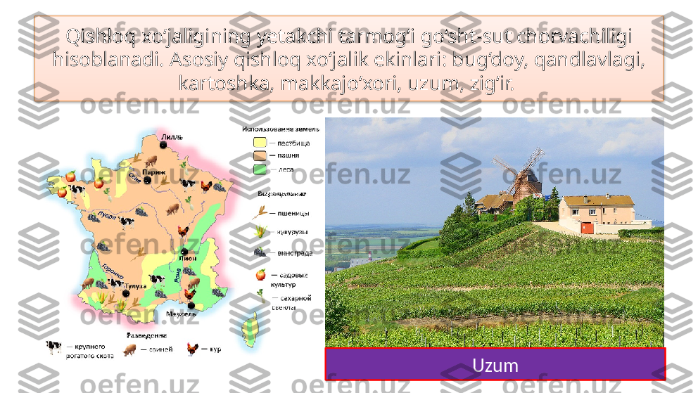 Qishloq xo‘jaligining yetakchi tarmog‘i go‘sht-sut chorvachiligi 
hisoblanadi. Asosiy qishloq xo‘jalik ekinlari: bug‘doy, qandlavlagi, 
kartoshka, makkajo‘xori, uzum, zig‘ir. 
Bug‘doy Uzum  