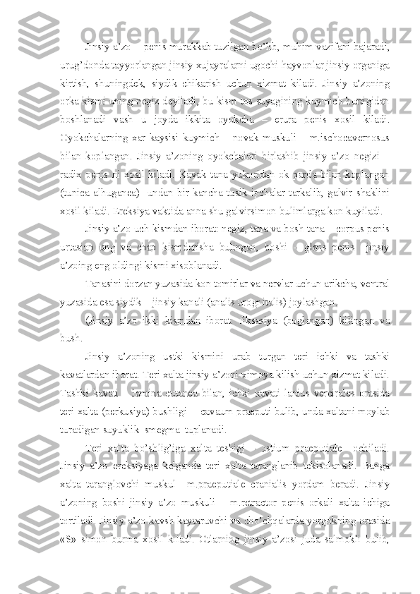 Jinsiy a’zo  - penis murakkab tuzilgan b o’ lib, mu h im vazifani bajaradi,
urug’donda tayyorlangan jinsiy xujayralarni ugochi hayvonlar jinsiy organiga
kirtish,   shuningdek,   siydik   chikarish   uchun   xizmat   kiladi.   Jinsiy   a’zoning
orka kismi uning negiz deyiladi, bu kism tos suyagining kuymich burtigidan
boshlanadi   vash   u   joyda   ikkita   oyokcha   –   erura   penis   xosil   kiladi.
Oyokchalarning   xar   kaysisi   kuymich   –   novak   muskuli   –   m.ischocavernosus
bilan   koplangan.   Jinsiy   a’zoning   oyokchalari   birlashib   jinsiy   a’zo   negizi   –
radix   penis   ni   xosil   kiladi.   Kavak   tana   yukoridan   ok   parda   bilan   koplangan
(tunica   alhuganea)     undan   bir   kancha   tusik   ipchalar   tarkalib,   galvir   shaklini
xosil kiladi. Ereksiya vaktida anna shu galvirsimon bulimlarga kon kuyiladi.
Jinsiy a’zo uch kismdan iborat: negiz, tana va bosh tana – corpus penis
urtasian   ung   va   chap   kismdarisha   bulingan,   boshi   –   glans   penis     jinsiy
a’zoing eng oldingi kismi xisoblanadi.
Tanasini dorzan yuzasida kon tomirlar va nervlar uchun arikcha, ventral
yuzasida esa siydik – jinsiy kanali (analis urognitalis) joylashgan.
(Jinsiy   a’zo   ikki   kismdan   iborat:   fiksasiya   (boglangan)   kilingan   va
bush.
Jinsiy   a’zoning   ustki   kismini   urab   turgan   teri   ichki   va   tashki
kavatlardan iborat. Teri xalta jinsiy a’zoni ximoya kilish uchun xizmat kiladi.
Tashki   kavati   –   lamina   cutanea   bilan,   ichki   kavati   lanius   vercirales   orasida
teri xalta (perkusiya) bushligi -   cavaum praeputi bulib, unda xaltani moylab
turadigan suyuklik  smegma  tuplanadi.
Teri   xalta   b o’ shli g’ iga   xalta   teshigi   –   ostium   praeputiale     ochiladi.
Jinsiy   a’zo   ereksiyaga   kelganda   teri   xalta   taranglanib   tekisolanadi.   Bunga
xalta   taranglovchi   muskul     m.praeputiale   cranialis   yordam   beradi.   Jinsiy
a’zoning   boshi   jinsiy   a’zo   muskuli   –   m.retractor   penis   orkali   xalta   ichiga
tortiladi. Jinsiy a’zo kavsh kaytaruvchi va cho’chqalarda yorgokning orasida
«S»   simon   burma   xosil   kiladi.   Otlarning   jinsiy   a’zosi   juda   salmokli   bulib, 