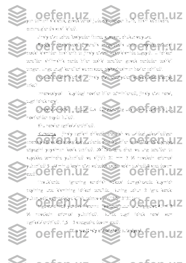 yon tomoni sikikrok, govak tanasi juda rivojlangan bulib, boshi kalpokcha –
corona glandis xosil kiladi.
Jinsiy a’zo uchta fassiyadan iborat, xususan, chukur va yuza.
Siydik   –   jinsiy   kapal   (   canalis   upogenitalis   uretra-     siydik   pufagini
pastki   kismidan   boshlanib   to   jinsiy   a’zoni   bosh   kismida   tugaydi.   U   ichkari
tarafdan   shilimshik   parda   bilan   tashki   tarafdan   govak   pardadan   tashkil
topgan. Unga urug’ kanallari va prostata, piyozchasimon bezlar ochiladi.
Kon   bilan   ta’minlanishi   –   jinsiy   a’zo   aretriyalari   va   yonuvchi   arteriya
orkali 
Innervasiyasi   –   kuyidagi   nevrlar   bilan   ta’minlanadi,   jinsiy   a’zo   nervi,
tugri ichak nervi.
Jinsiy a’zo nervi – n.pudendus   dumgazaning uchinchi va turtinchi juft
nevrlaridan paydo buladi.
Shu nervlar ogriksizlantiri ladi.
Kursatma   –   jinsiy   ogrikni   chikarib   urganish   va   uzidagi   utkaziladigan
operasiyalar vaktida texnikasi – otlarda chap kul bilan anusni tagida kuymiya
artyagini   yoysimon   kesik   topiladi.   №1090   igna   chap   va   ung   tarafdan   to
suyakka   temincha   yuboriladi   va   siljitib   20   mm   3   %   novakain   eritmasi
yuboriladi 5 – 7 minut keyin a’zo xaltadan asta – sekin tushadi 2 soat davom
etadi.
Tovuklarda   –   ignaning   sanchish   nuktasi   dumgshazada   kuymich
payining   urta   kismining   ichkari   tarafida.   Buning   uchun   2   igna   kerak:
yuboruvchi va inneksiya kilish, tebrov va 10120, 12120 igna.
Inga sanchiladi yunalishi kranno – ventral, butun uzunligiga va 40 ml 2
%   novakain   eritmasi   yuboirladi.   Bunda   tugri   ichak   nervi   xam
ogriksizlantiriladi. 1,5 – 2 soatgacha davom etadi.
Otlarda jinsiy a’zosini am p utasiyasi 