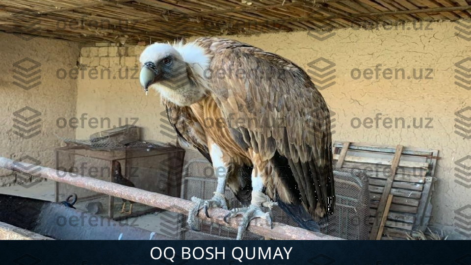 OQ BOSH QUMAY 