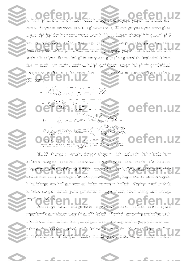 ko’pchiligida, chu-nonchi, aterinkada bunday holat  voyaga yetgan baliqlarda saq-
lanadi. Sarganda esa avval pastki jag’ uzunlashib, 20 mm ga yetadigan chavog’ida
u yuqorigi jag’dan bir necha marta uzun bo’-ladi. Sargan chavog’ining uzunligi 9
sm   ga   yetgandan   so’ng,   yuqo-rigi   jag’   ham   uzaya   boshlaydi.   Bu   holat
Hemiramphus   avlodiga   mansub   baliqlarning   voyaga   yetgan   formalarida   bir   umr
saqla-nib  qolgan,  Sargan balig’ida esa yuqorigi jag’ning uzayishi keyinchalik ham
davom   etadi.   Binobarin,   aterinka   balig’iganisbatan   sargan   balig’ining   individual
rivojlanishida   ikki-ta   qo’shimcha   faza   —   gemiramfus   va   aterinka   fazasi   bo’ladi
(50- rasm).
Xuddi   shunga   o’xshash,   dengiz   shaytoni   deb   ataluvchi   baliq-larda   ham
ko’krak   suzgich   qanotlari   individual   rivojlanishda   ikki   marta   o’z   holatini
o’zgartiradi.   Rivojlanishning   birinchi   bosqichida   ular   ko’krak   suzgich   qanotining
akulasimon baliq- larnikiga   o’xshash gorizontal holati, keyin esa ko’pchilik suyak-
li   baliqlarga   xos   bo’lgan   vertikal   holati   namoyon   bo’ladi.   Keyingi   rivojlanishda
ko’krak   suzgich   qanoti   yana   gorizontal   holatga   o’tadi,   lekin   uning   uchi   orqaga
qayrilgan bo’ladi.
Anaboliya   usuli   ontogenezda   organlarning   hosil   bo’lish   dav-ri   ajdod
organlarnikiga nisbatan uzayishiga olib keladi. Filembriogenezning anaboliya usuli
o’simliklar olamida ham keng tarqalgan. Usimliklardagi anaboliyaga palmalar bar-
pshing   rivojlanishini   misol   qilib   ko’rsatish   mumkin.   Kuzatishlardan   ma’lum
bo’lishicha,   palma   barglari   kurtak   holida   yaxlit   plastinkadan   iborat   bo’ladi. 