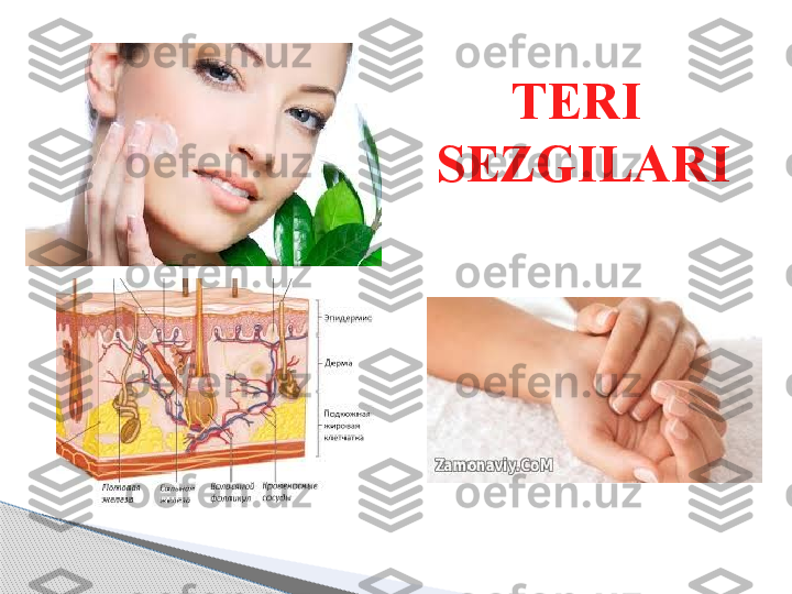 TERI 
SEZGILARI     