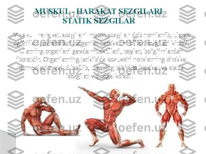 MUSKUL - HARAKAT SEZGILARI
STATIK SEZGILAR
Muskul-harakat sezgilari motor sezgilar  deb nomlanib, ularga 
og’irlikni, qarshilikni, organlar harakatini bilish sezgilari kiradi. 
Ularning organlari-gavda muskullari, paylar, bo’g’imlardan 
iboratdir. Organlarning tarkibida sezuvchi nervlarning chekka 
tarmoqlari mavjud bo’lib, ularning ta'sirida harakat va statik 
sezgilar vujudga keladi.      