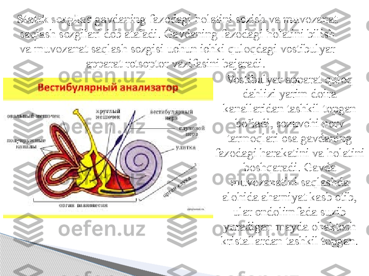 Statik sezgilar  gavdaning fazodagi  h olatini sezish va muvozanat 
sa q lash sezgilari deb ataladi. Gavdaning fazodagi  h olatini bilish 
va muvozanat sa q lash sezgisi uchun ichki  q ulo q dagi vestibulyar 
apparat re t septor vazifasini bajaradi. 
Vestibulyar apparat quloq 
dahlizi yarim doira 
kanallaridan tashkil topgan 
bo’ladi, sezuvchi nerv 
tarmoqlari esa gavdaning 
fazodagi harakatini va holatini 
boshqaradi. Gavda 
muvozanatini saqlashda 
alohida ahamiyat kasb etib, 
ular endolimfada suzib 
yuradigan mayda ohaktosh 
kristallardan tashkil topgan.     