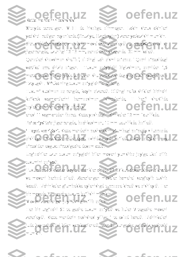 Katta mandarnn pashshasi —
Xitoyda   tarqaLgan.   MDH   da   hisobga   olinmagan.   Lekin   sitrus   ekinlari
yetishtiI radigan rayonlarda (Gruziya, Ozarboyjon)   zarar yetkazishi mumkin.
Sitrus ekinlar-apelsin, mandarin mevalarini zararlaydi.   ,, Imagosi.   Tanasi oq
jigar rangda, uzunligi 12-13  mm,  qanotlarini yozganda -20 mm keladi.
Qanotlari  shoxsimon  shaffof,  olDingi  uch  qismi  to‘qroq.  '  Qorni  o‘rtasidagi
vertikal   qrra   chiziq   o‘tgan.   |   Tuxum   qo‘ygichi   bigizsimon,   qornidan   1,5
marta katta. Yapo|niyada tarqalgan shu zarakunandag yaqin tur-Te1gas1asi$
Tztyugsh . M^uke ning tuxum qo‘ygichi bilan teng.
Tuxumi   sutsimon   oq   rangda,   keyin   qizaradi.   Oldingi   nafas   shiklari   birinchi
ko‘krak   segmentlarini   barmoqsimon   "simtalarida,   T   harfi   shaKlida
joylashgan. Anal teshigi o‘tmas.
anasi 11 segmentdan iborat. Katta yoshdagi lichinkalar 12 mm "eunlikda.
Po‘pariysi to‘q  jigar rangda, bochkasimon, 10 mm uaunlikda .bo‘ladi.
' Hayot kechirishi.  Katta mandarin pashshasini g‘umbagi po‘pariy • iuproqda
qishlaydi. Yetuk urtochilar aprel oxirida paydo bo‘ladi, tuxum qo‘yishi may
o‘rtasidan avgust o‘rtasigacha davom etadi.
Urg‘ochilar   uzun   tuxum   qo‘ygichi   bilan   mevani   yumshbq   joyiga   ukol   qilib
tuxumini qo‘yadi.
Tuxumdan 15 kundan keyin lichinklar chiqib 22-27 kun davomida oziqlanadi
va   mevani   barbod   qiladi.   Zararlangan   mevalar   bemahal   sarg‘ayib   tushib
ketadi. Lichinkalar g‘umbakka aylanishgd tuproqqa kiradi va qishlaydi. Har
bir mevada 30 tagacha tuxum bo‘lishi mumkin.
Mevani zararlangan joyi do‘ng bo‘lib qoladi.
Har   bir   urg‘ochi   50   ta   gacha   tuxum   qo‘yadi   va   bular   7   tagacha   mevani
zararlaydi.   Katta   mandarin   pashshasi   yiliga   1   ta   avlod   beradi.   Lichinkalari
juda   hayotchanligi  bilan   xarakterlanadi,   ular  20   kungacha  oziqasiz   yashashi
mumkin. 