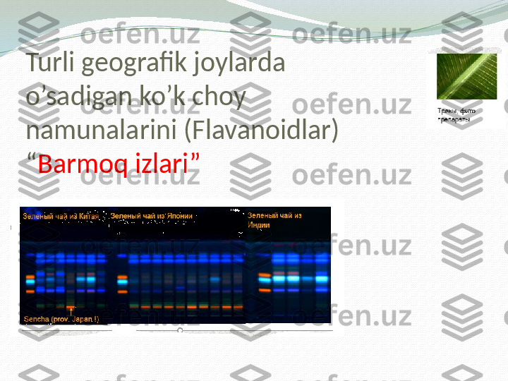 Turli geografik joylarda 
o’sadigan ko’k choy 
namunalarini (Flavanoidlar) 
“ Barmoq izlari”   